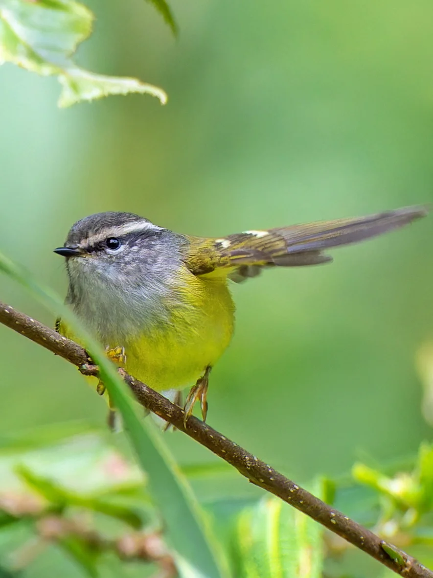 灰喉柳莺：请你出去！