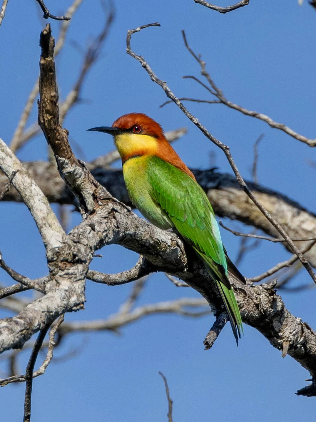 栗头蜂虎是巧克力➕橄榄绿