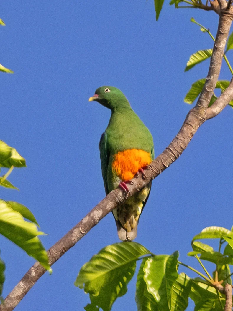 刚削皮的芒果 = 橙腹果鸠