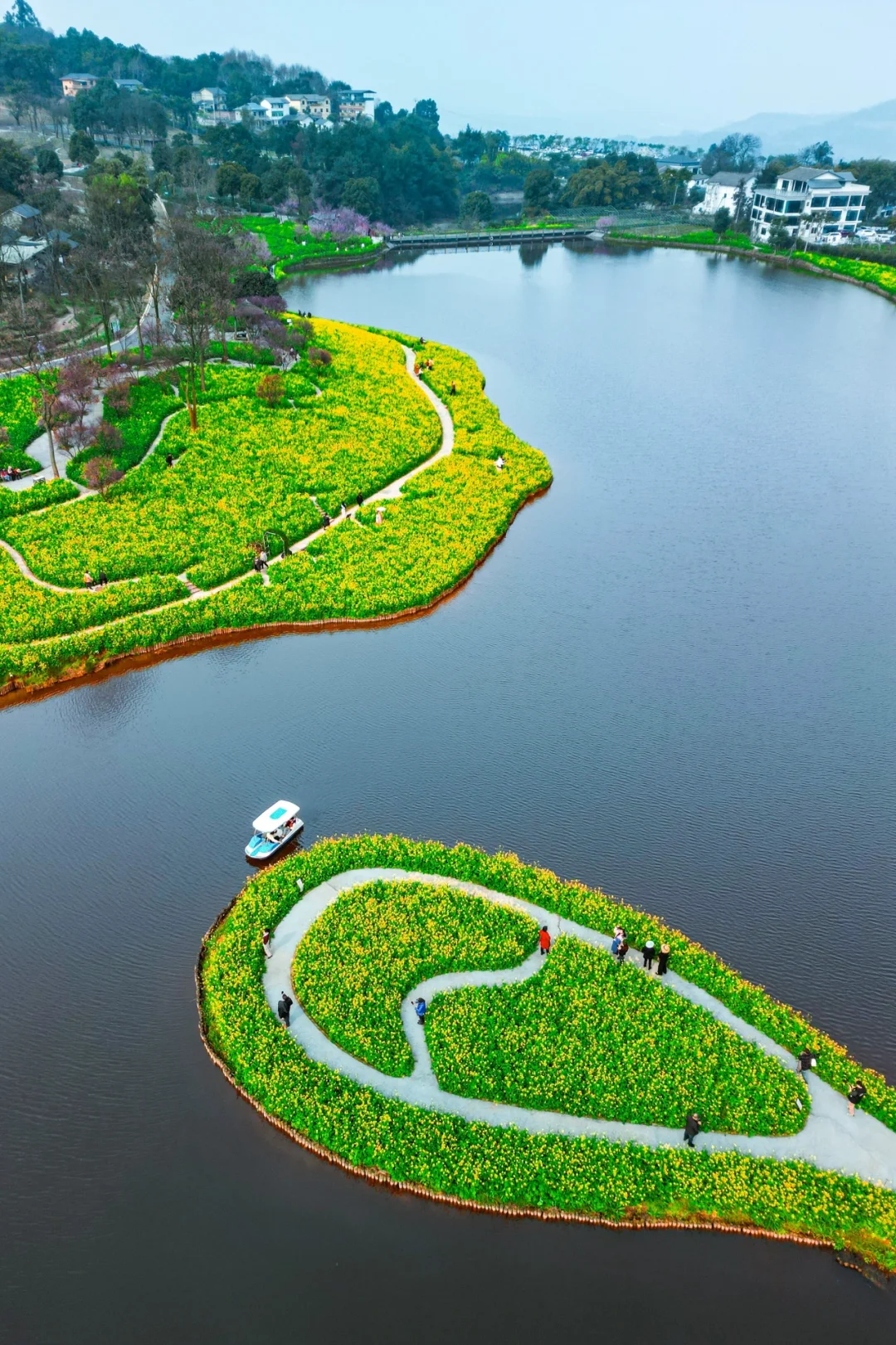 巴南云林天乡油菜花开得正艳🌈❤️