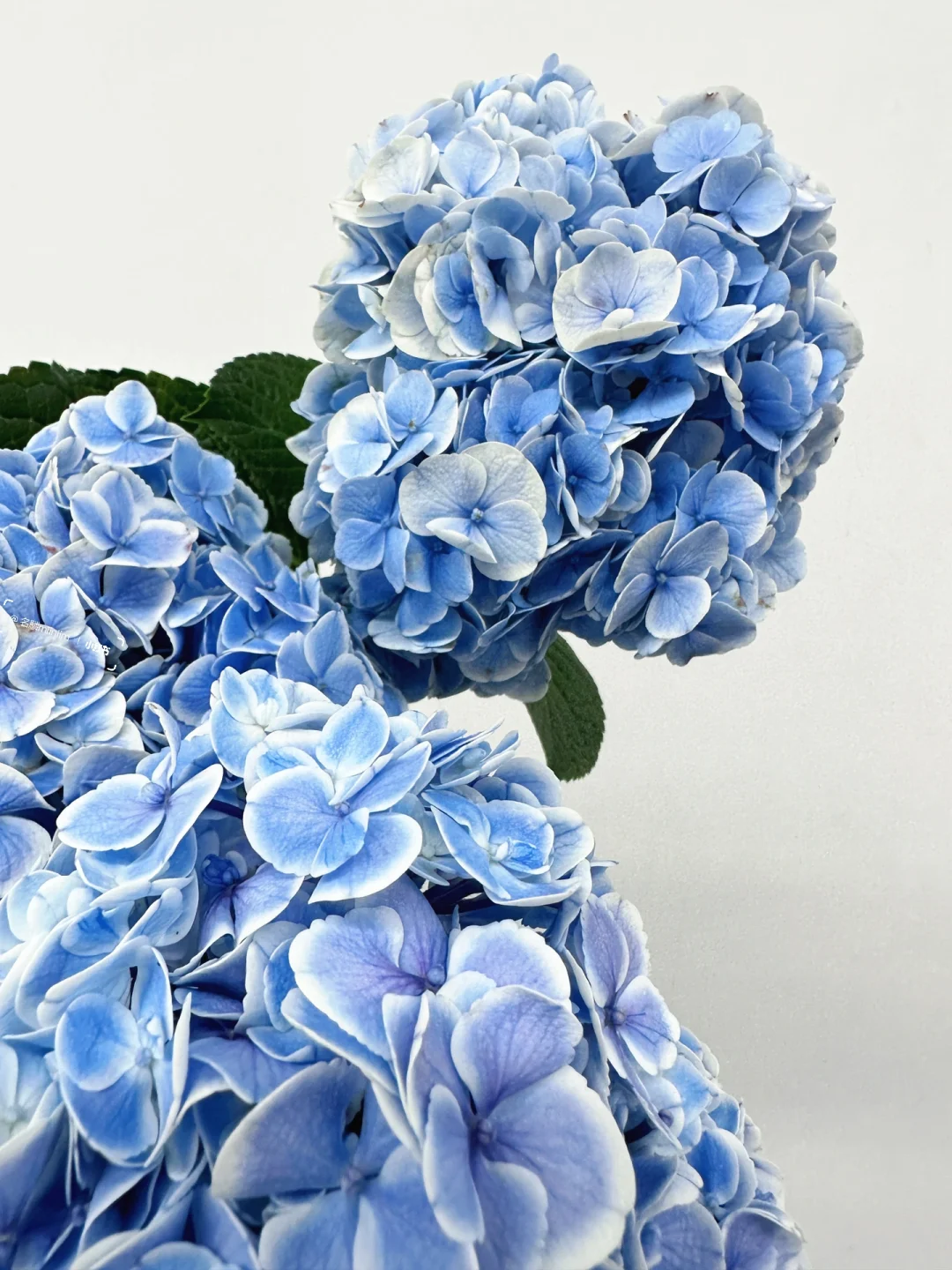 花材分享｜蓝色绣球🔵⚪️