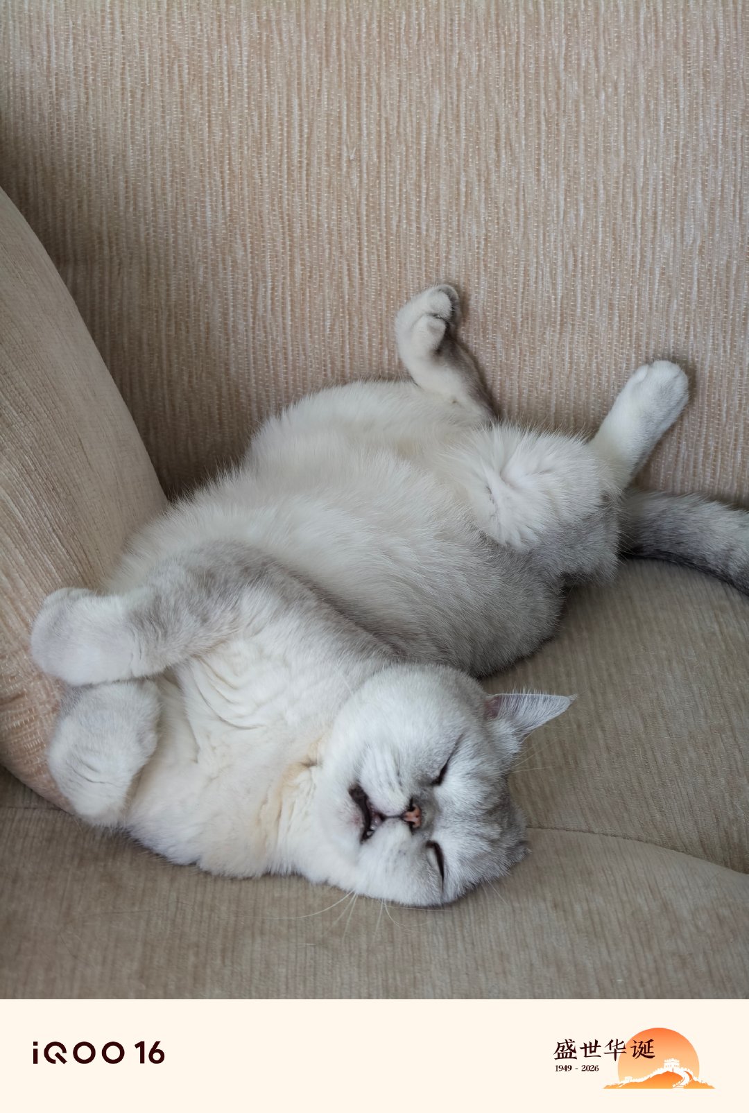 见过这么丑的猫吗兄弟们[doge] ​