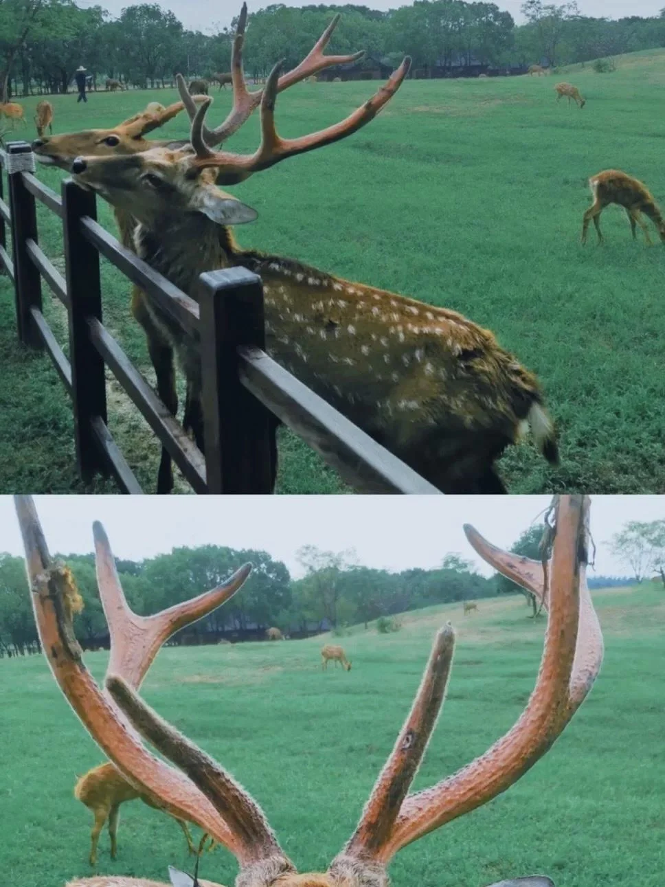 良渚——误入宫崎骏的漫画世界