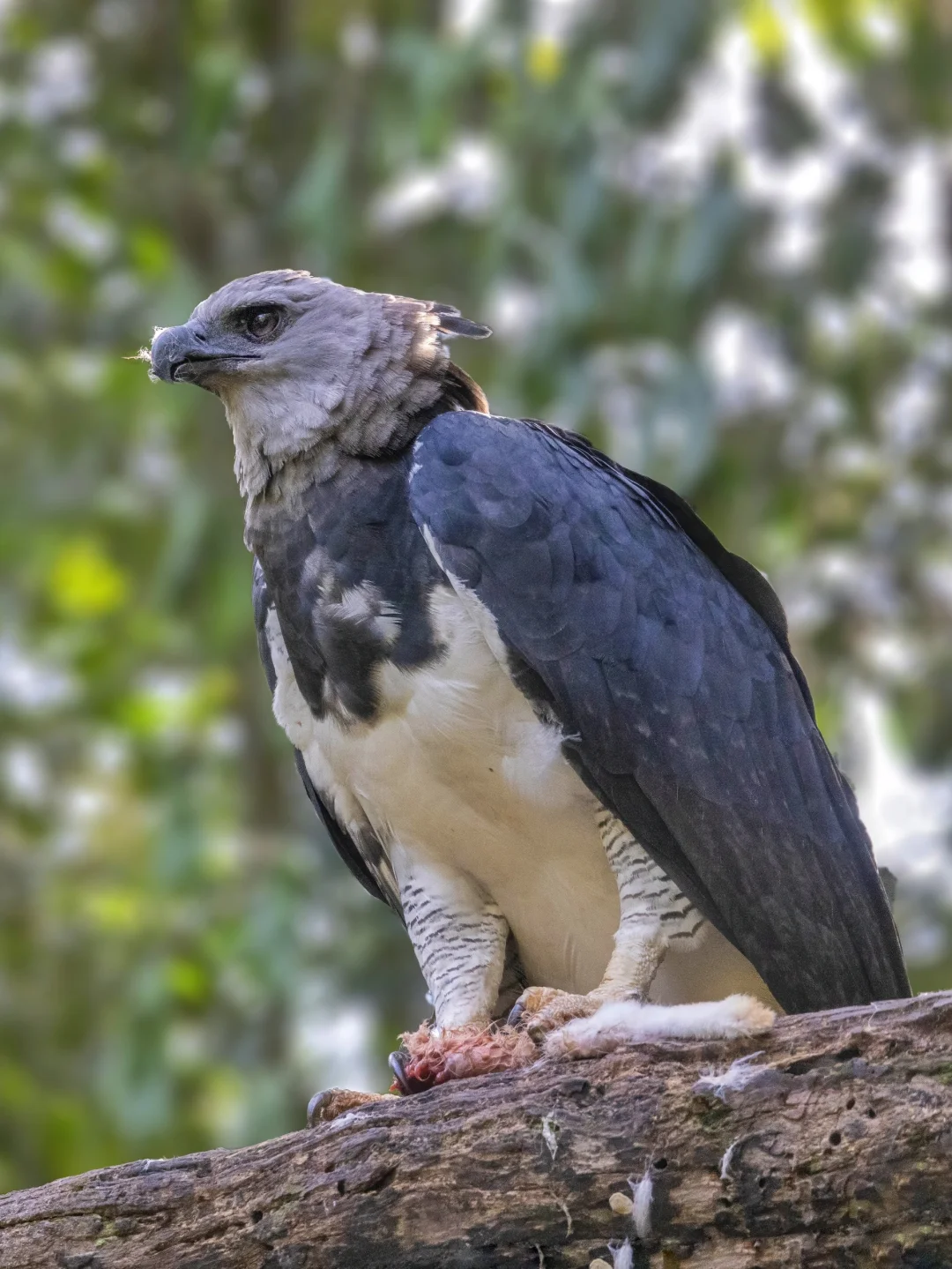 角雕正在享用晚餐