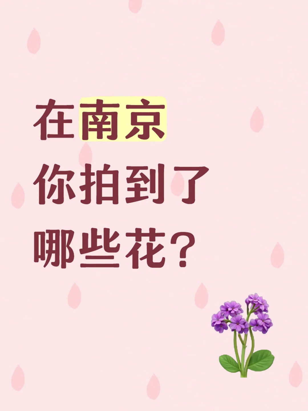 你在南京拍到过哪些花，晒晒你拍到的花吧💕