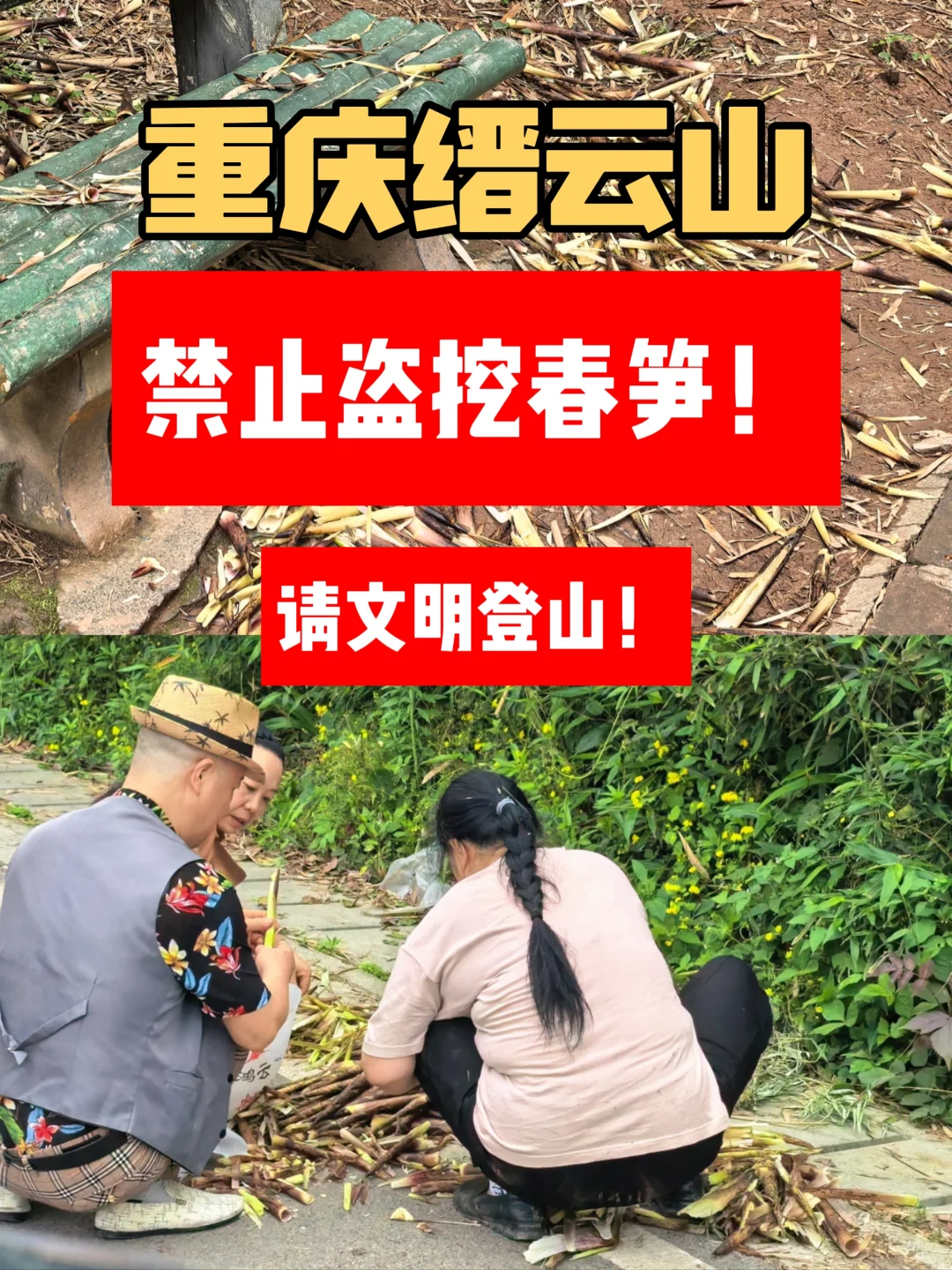 山火干旱后长出来的新笋就这么被你们挖了？