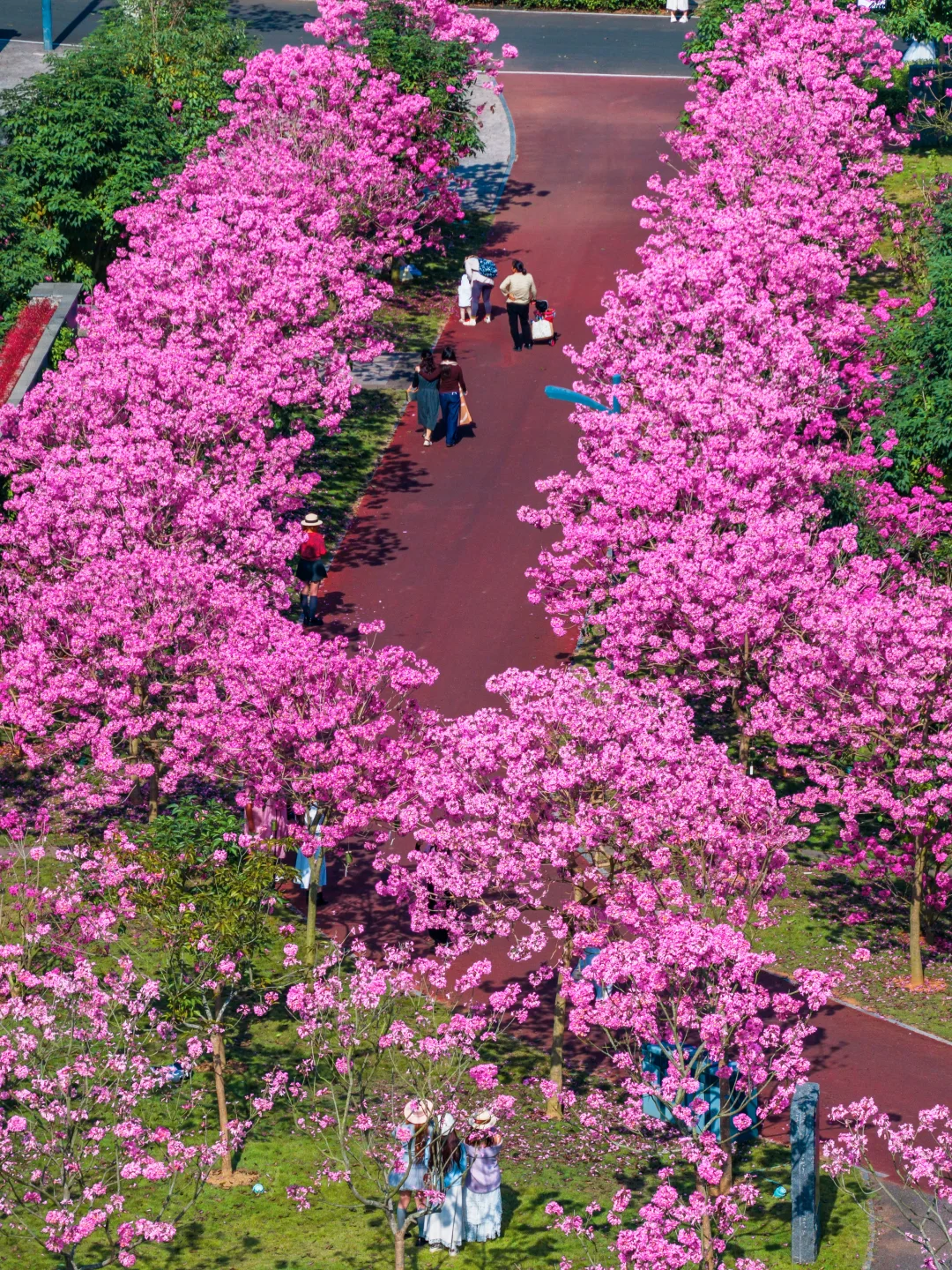 冬暖花开，南宁的冬天就是倒放的春天