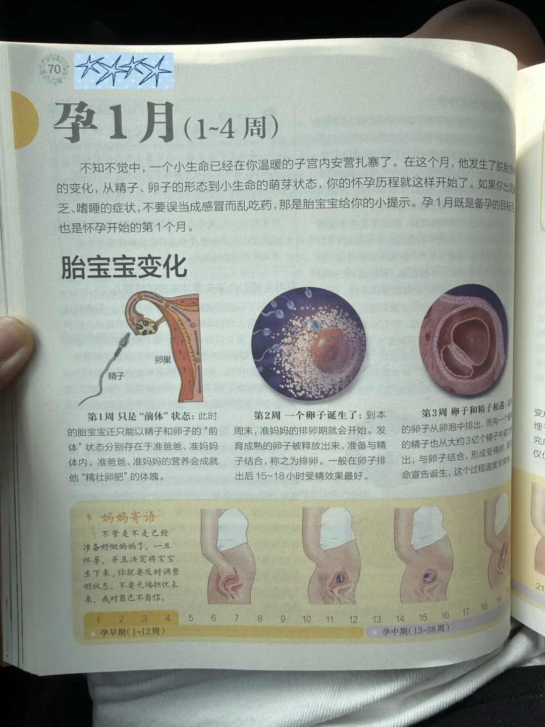 胎儿1~10个月变化！孕产期必读~