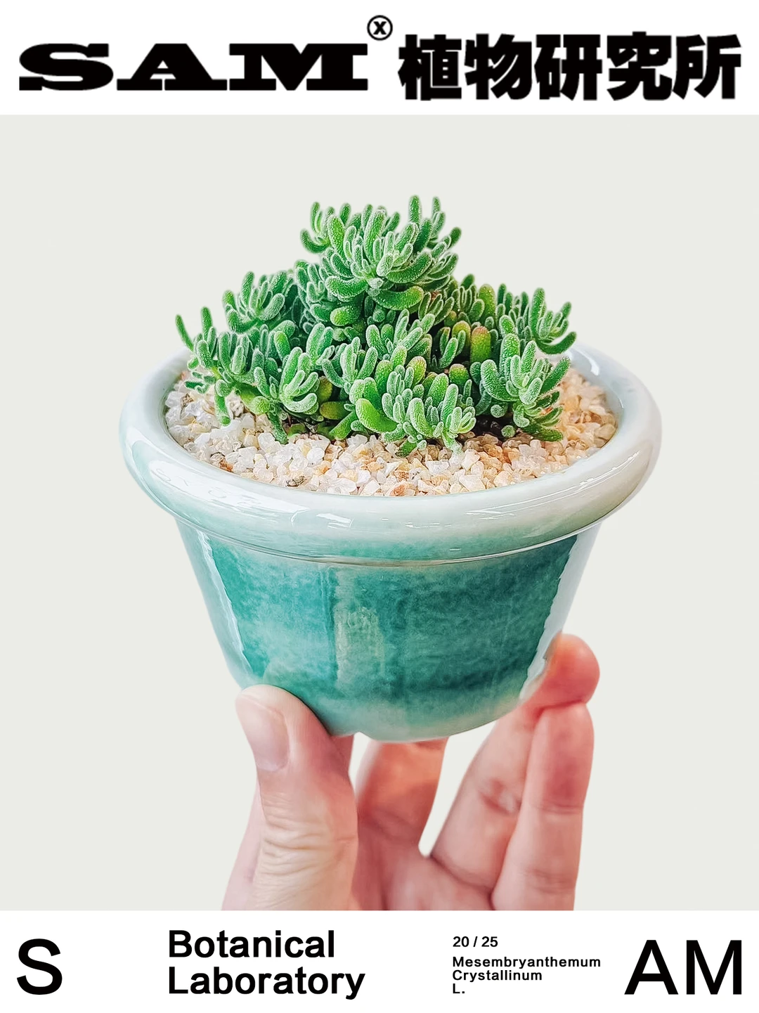 冰晶番杏｜Dicrocaulon Ramulosum(L.Bolus)