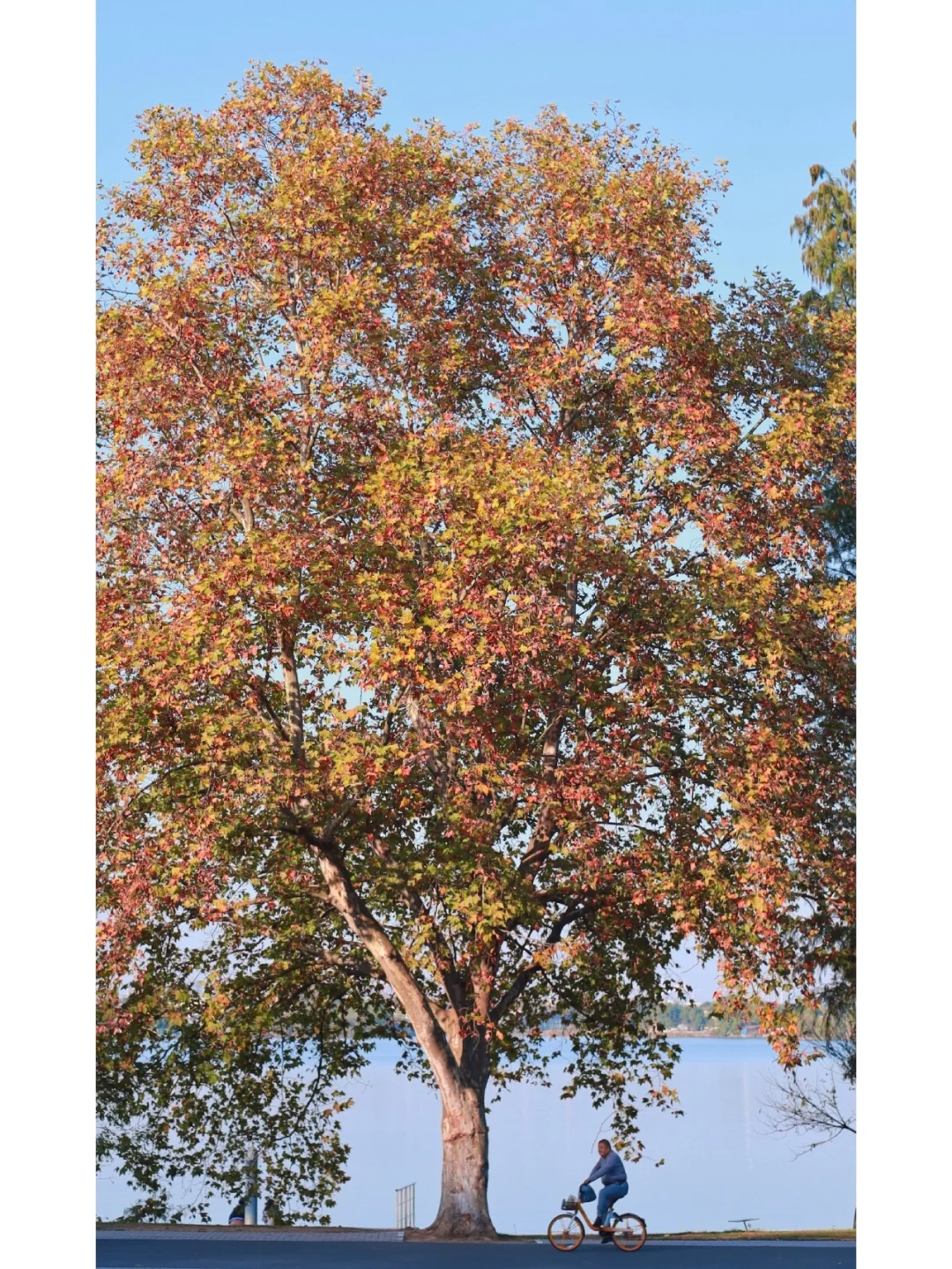 为东湖边一棵树封神🔥秋日氛围感满满！