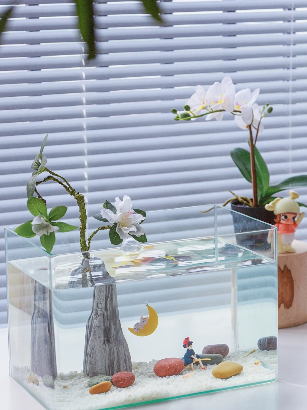 宅家日常｜换了个新鱼缸继续居家养鱼日记‼️