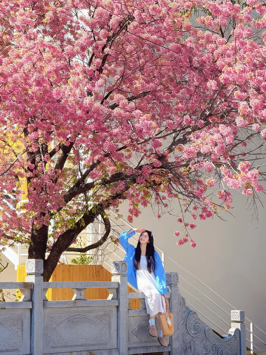 来大理🌸这几条樱花拍照路线一定别错过了～