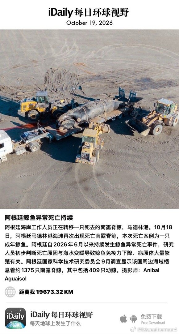 October 19, 2026 - 阿根廷海岸工作人员正在转移一只死去的南露脊鲸，马德林港。10月18日，阿根廷马德林港海滩再次出现死亡南露脊鲸，本次死亡案例为一只成年鲸鱼。阿根廷自2026年6月以来持续发生鲸鱼异常死亡事件，研究人员初步判断死亡原因与海水变暖导 ​