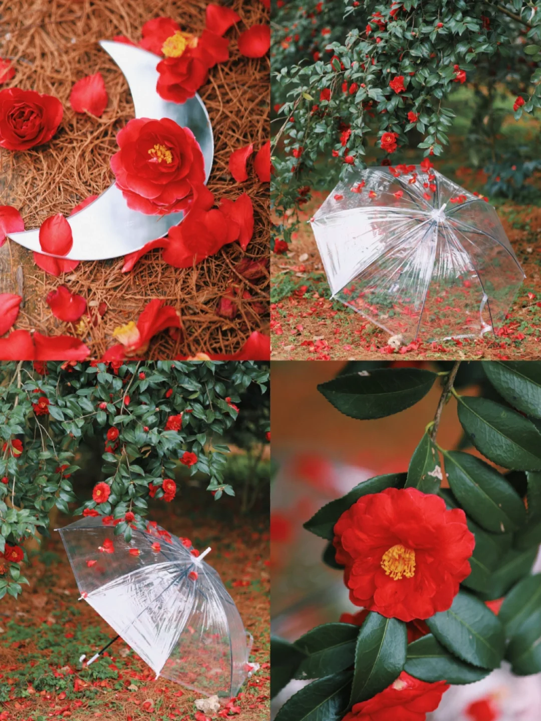 武汉/复古浪漫红山茶花开❗️附调色参数