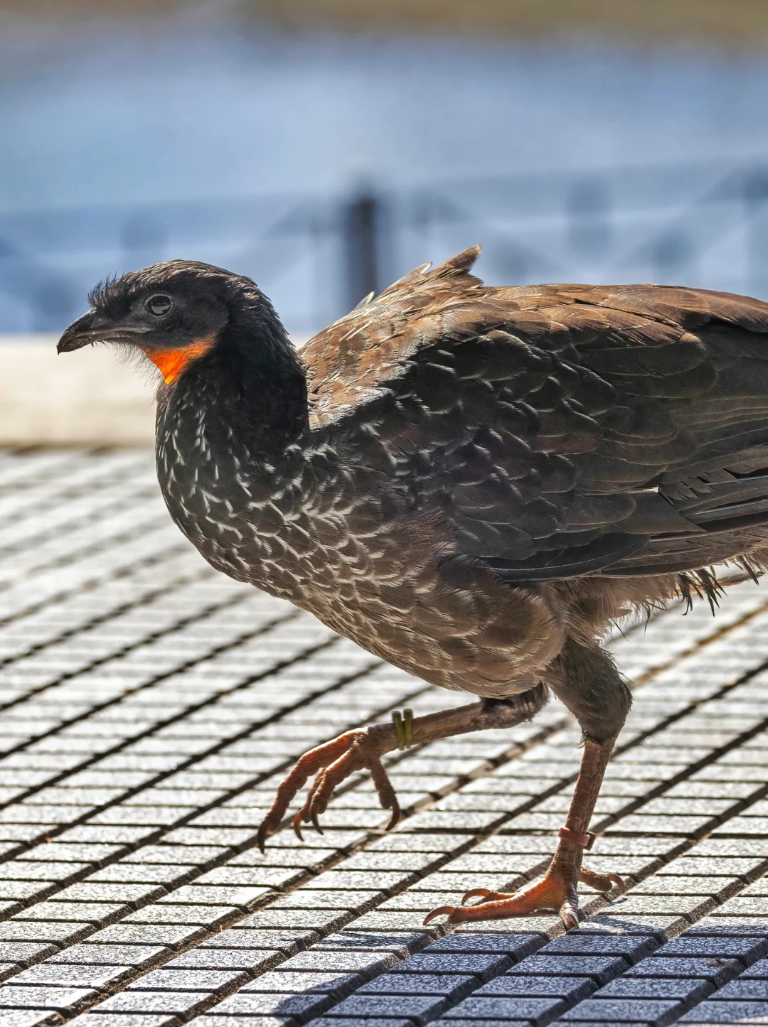 看到一只乌腿冠雉走上了人行道！