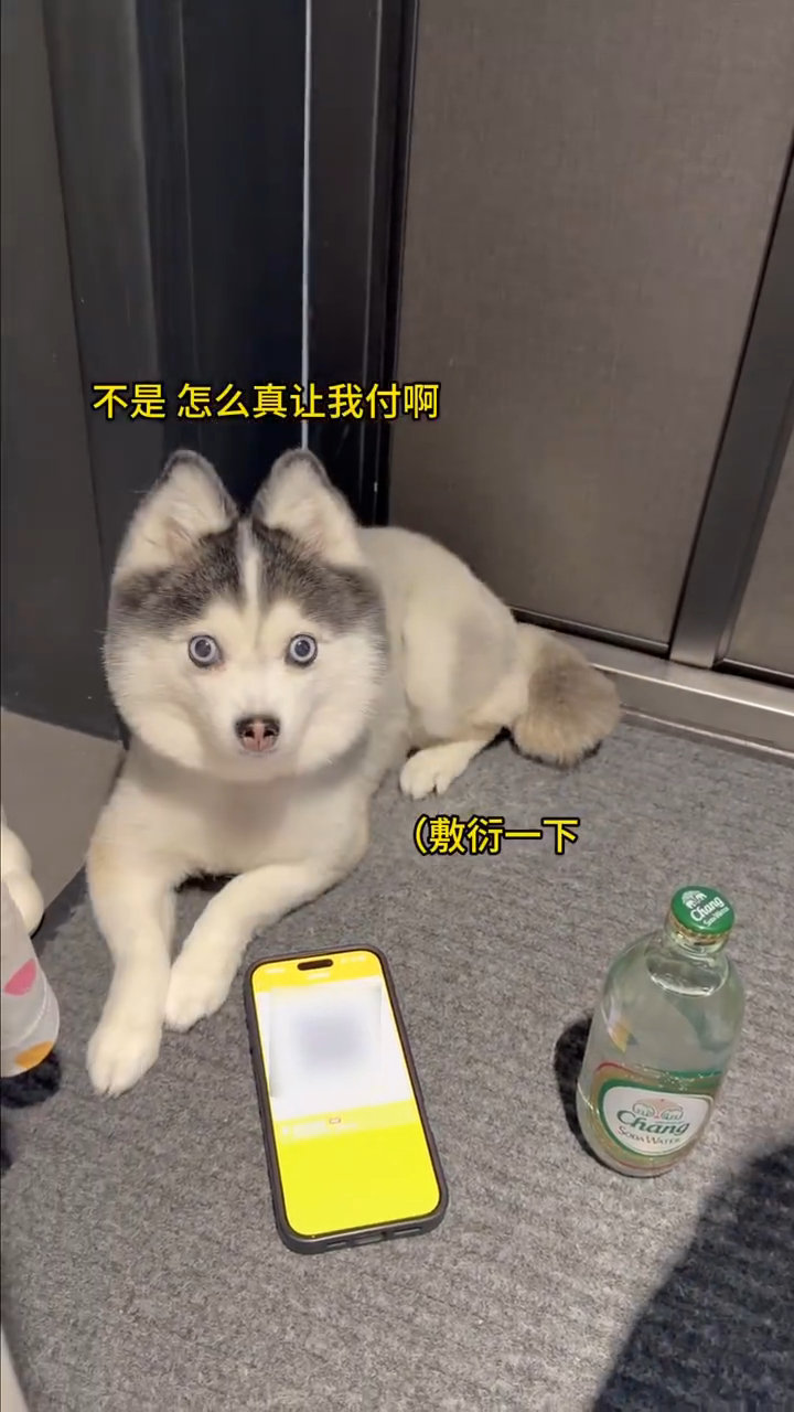 #支付宝辟谣狗腿付# 还在幻想AI狗腿付，下指令就能代买东西，结果辟谣了，属实有点小失落，期待未来科技能实现✨#网友称狗腿付才是真接地气# ​