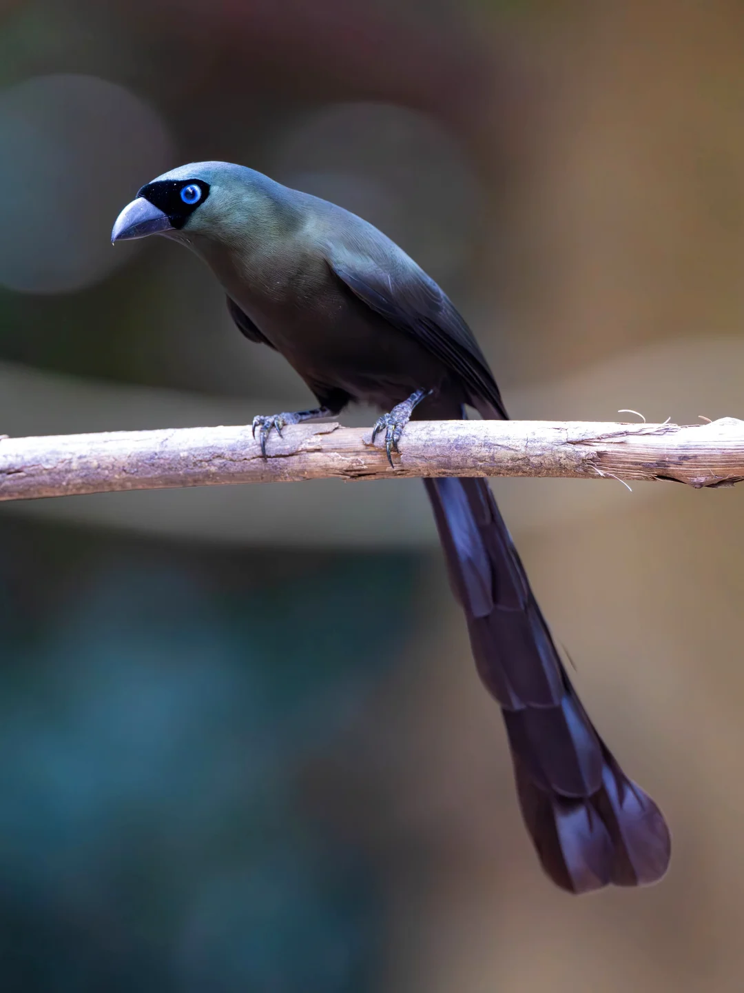我愿称之为气质最优雅丝滑的鸟