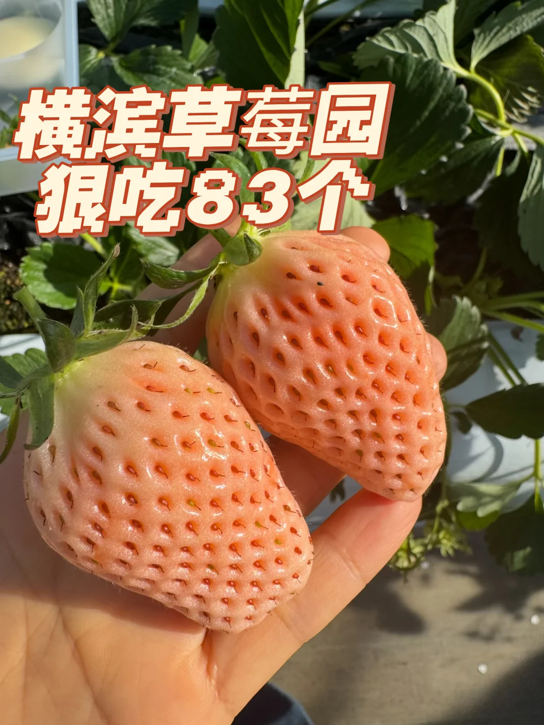 横滨青叶区🍓草莓放题，太合适了