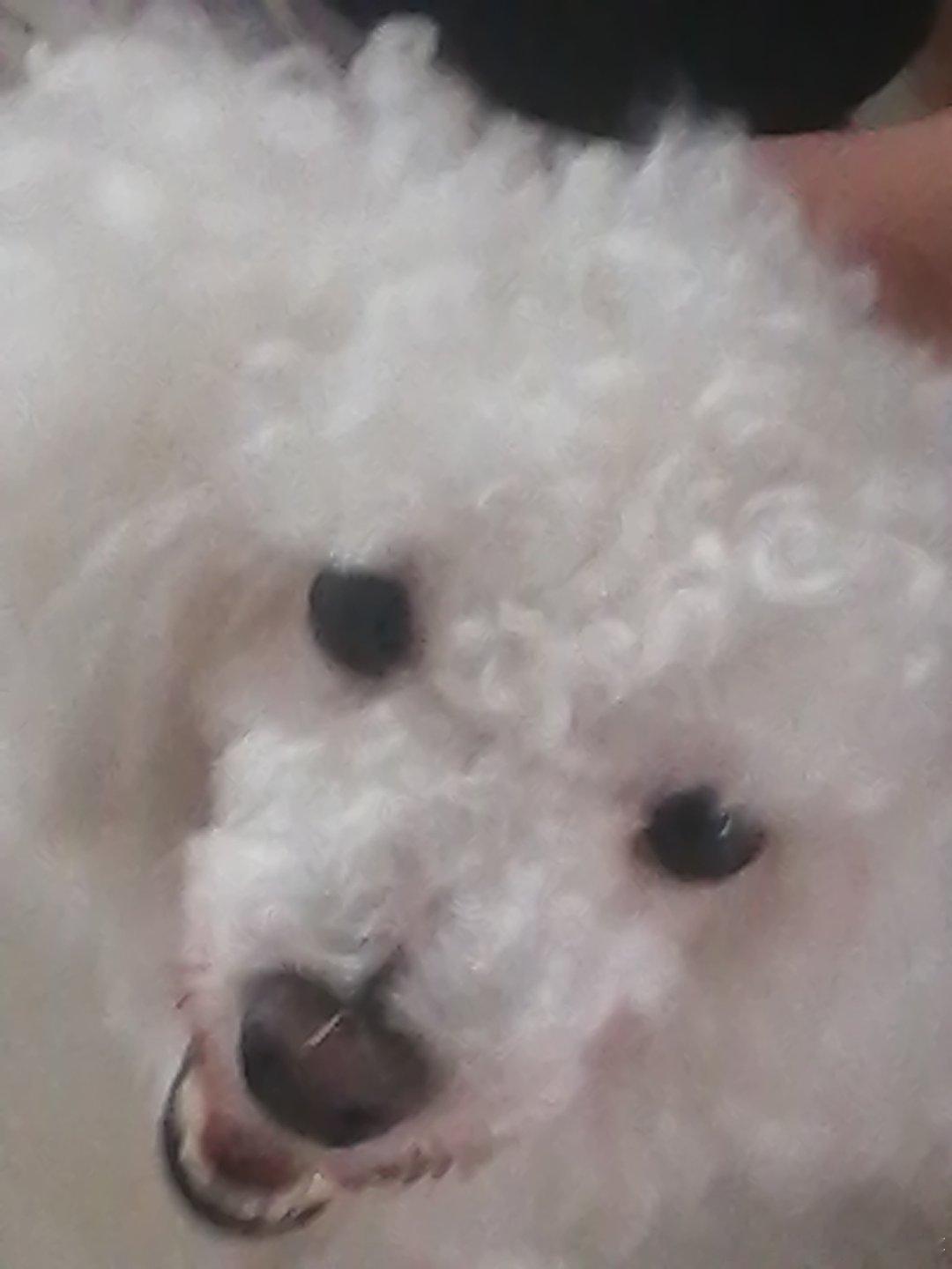 #张艺凡[超话]# 
凡凡 看我家dog！  剪成沙和尚了[泪]
​