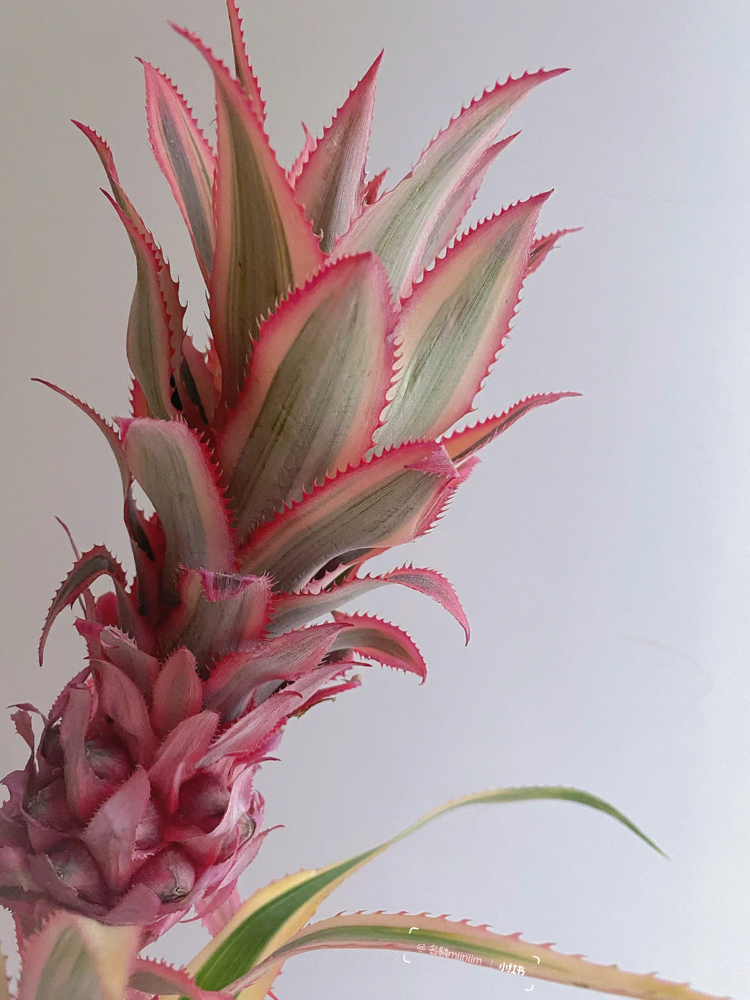 带你每天认识一种花材230｜粉色菠萝