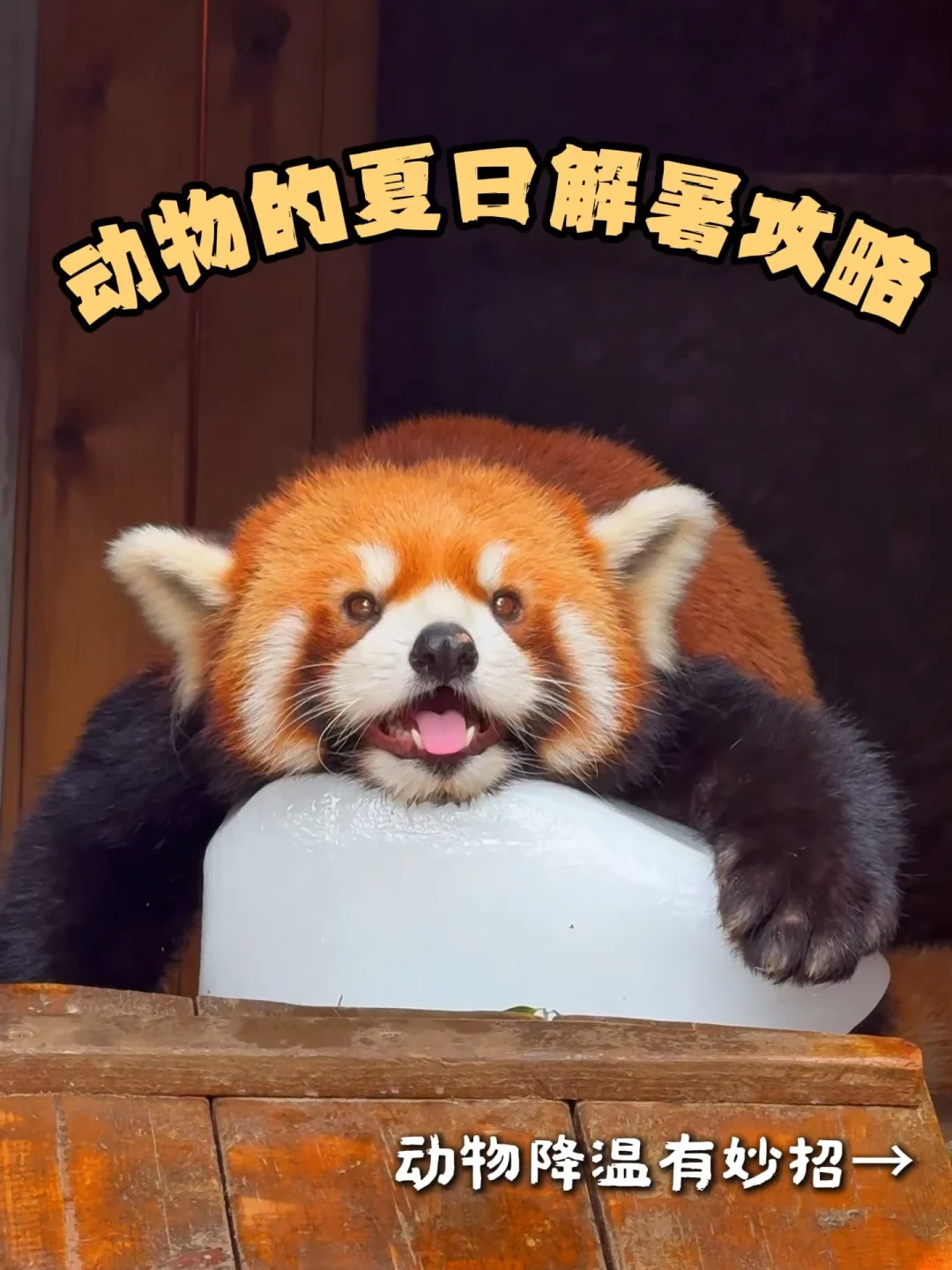 银基小动物的夏日解暑攻略来啦！是谁羡慕了