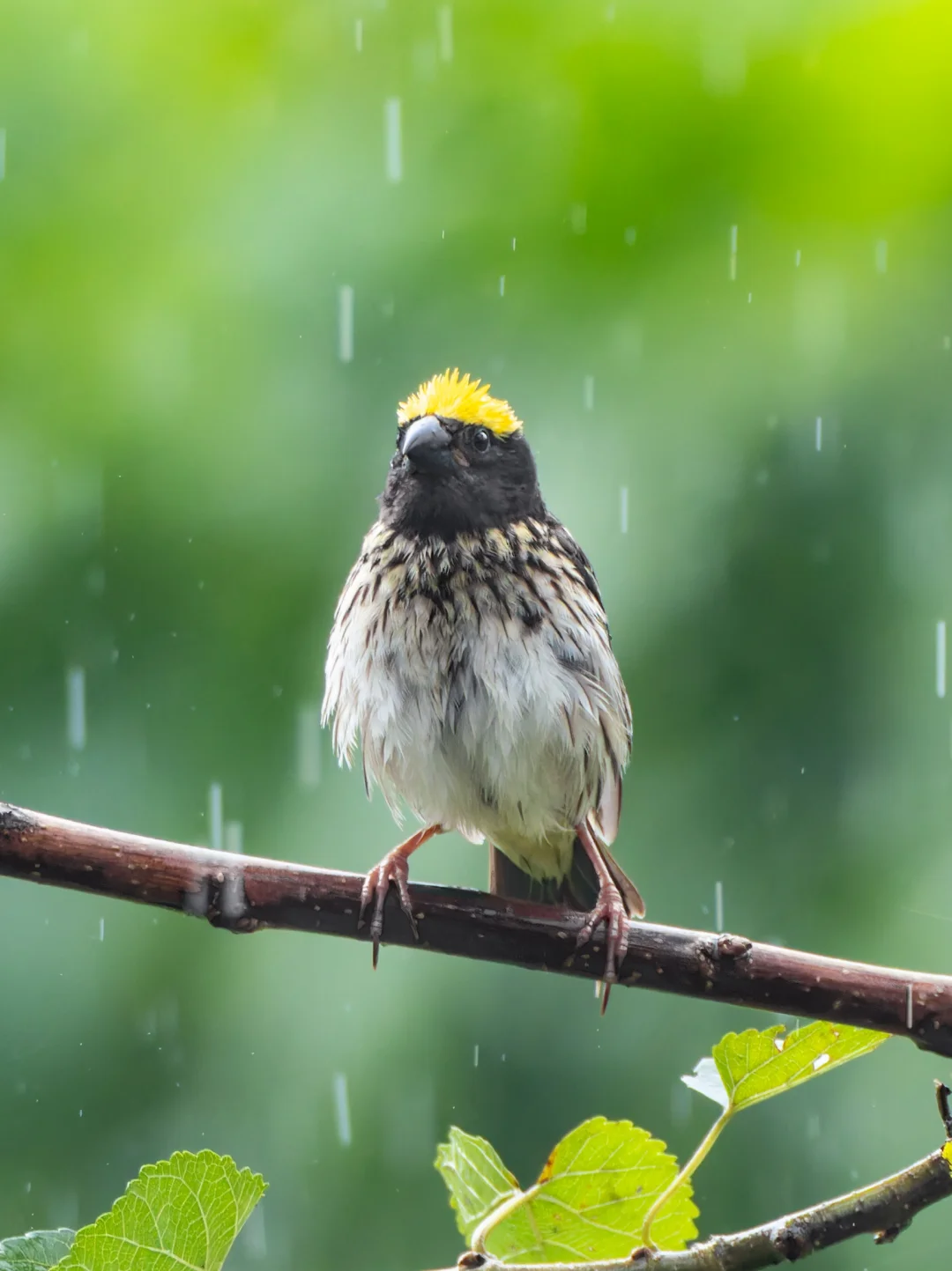 纹胸织雀被雨淋得好可怜