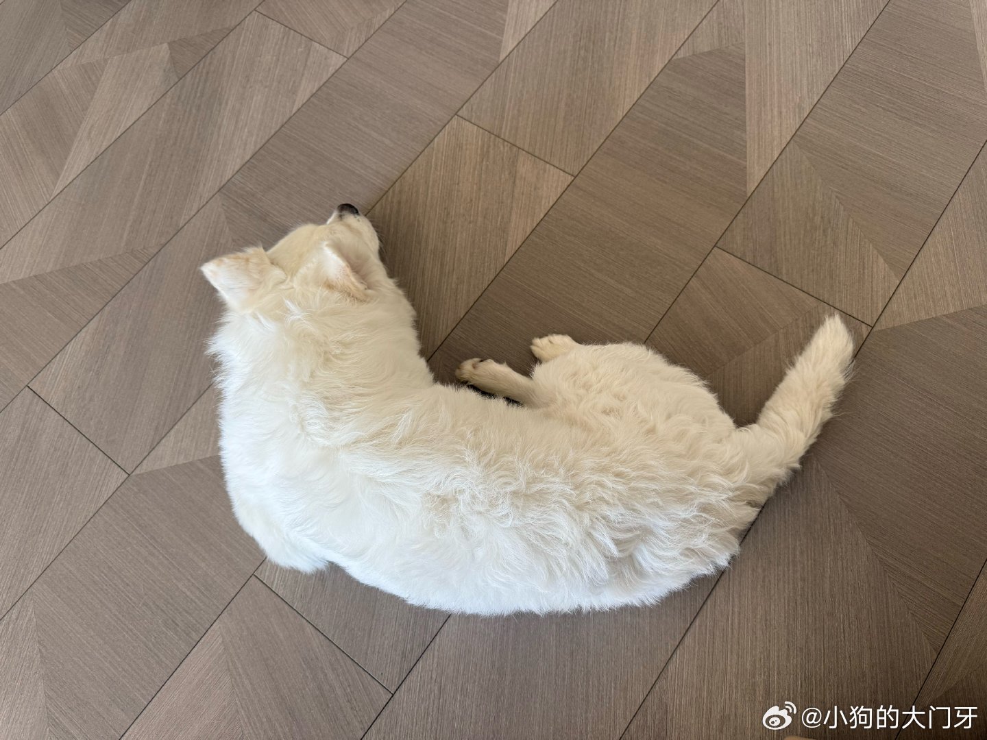 昨天打了针，今天居然一点反应都没有，连最常见的气短都没出现，富贵说可能是中性粒细胞降下来了所以没觉得痛了。但以防万一我今天还是在家休息一天，说是休息其实比上班还累，给小太阳做饭，洗了一堆它的肚兜、雨衣以及所有胸背，都是纯手工搓洗然后现在又在洗我的衣服以及被套，还出门取了快递，下午准备收拾家（趁我今天状态好干劲十足）给你们看一下前晚被我修完毛毛的小太阳，身体部分的毛我几乎没有动，只剪了尾巴和屁股还有肚子的毛，现在怎么看都感觉好搞笑，猪一样的身子长了一节小尾巴（它的尾巴被我修剪了很多），看起来不太协调