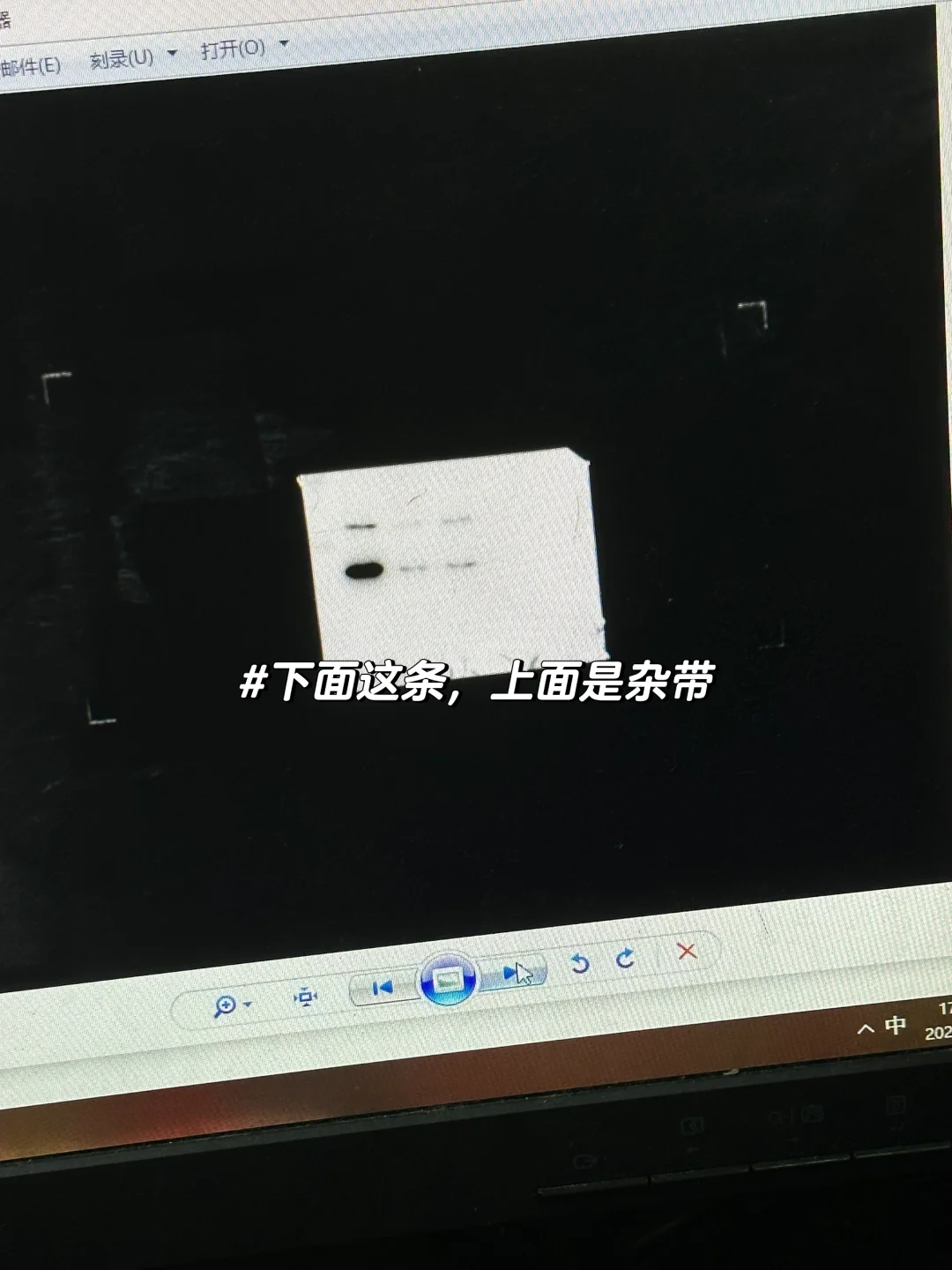 悬浮细胞慢病毒感染敲除gene 的效果