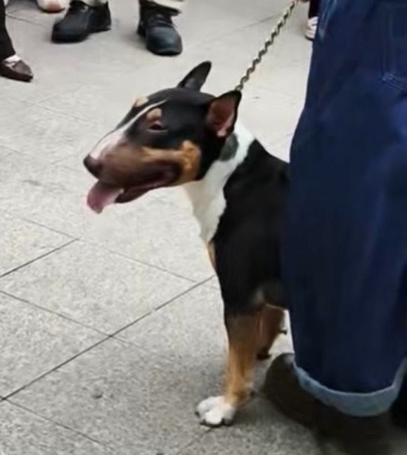 #监管本有多次机会阻止恶犬咬女童# 【3岁女童遭恶犬咬脸严重受伤，监管本有多少机会阻止伤害发生？】9月12日下午，四川眉山市仁寿县普宁街道一小区发生犬只伤人事件，一只烈性牛头梗犬挣脱束缚扑咬他人，造成多名居民受伤，其中一名3岁女童伤势较重。据四川观察报道，目击者说：“那只狗很凶，重点攻击 ​