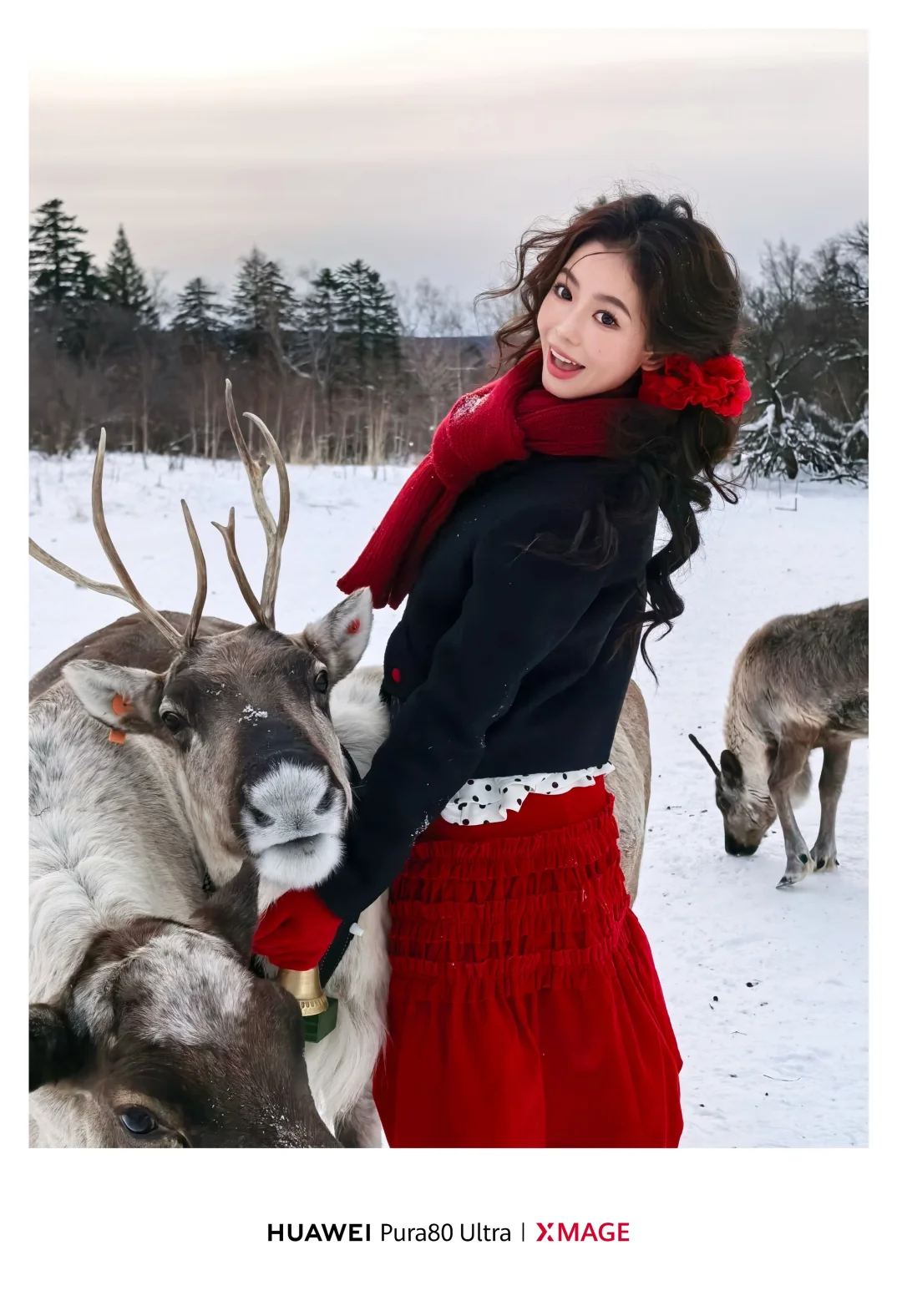 钻进冬日童话 驯鹿蹭过我的掌心