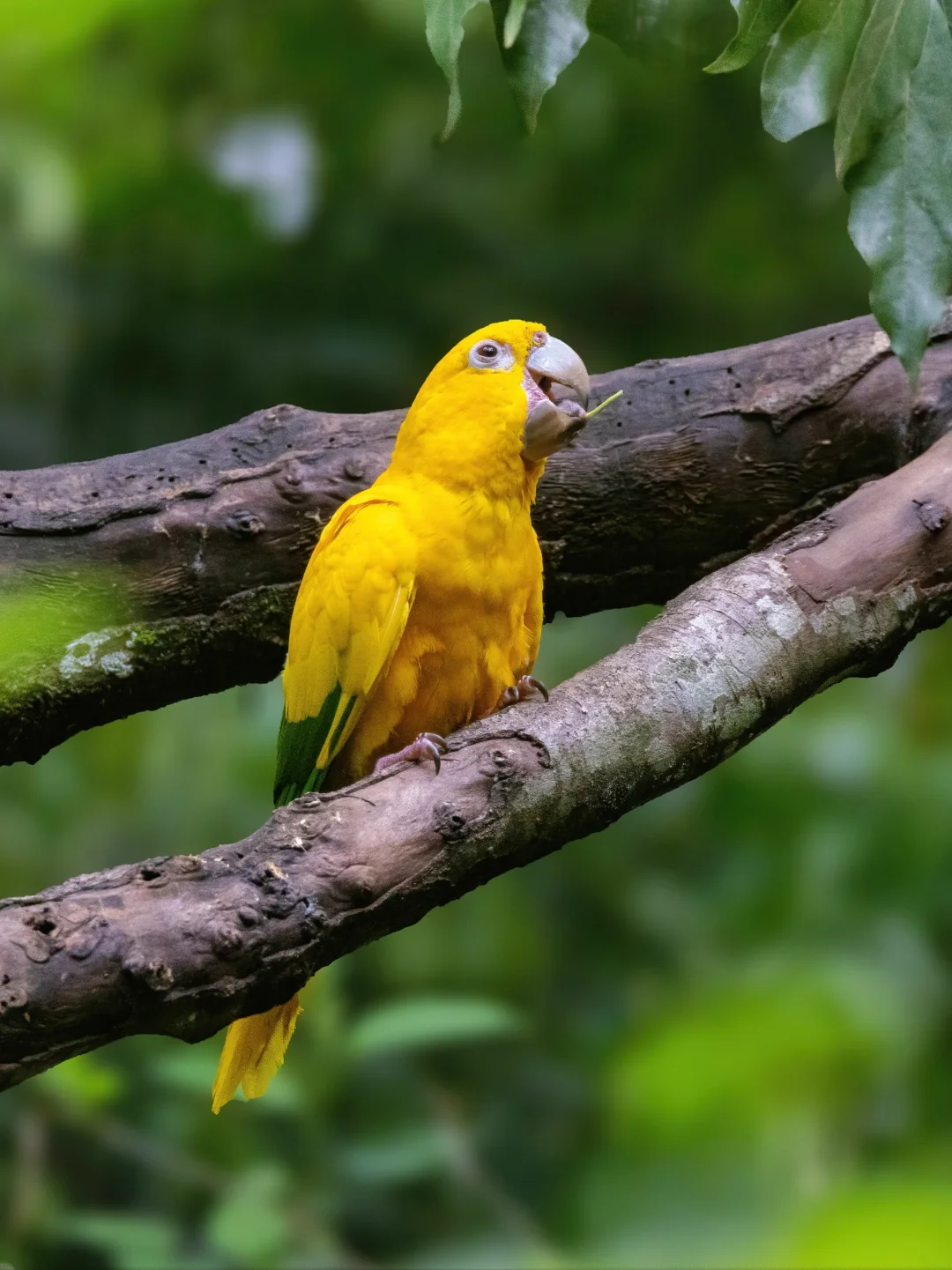 亚马逊雨林中极其稀少的金鹦哥