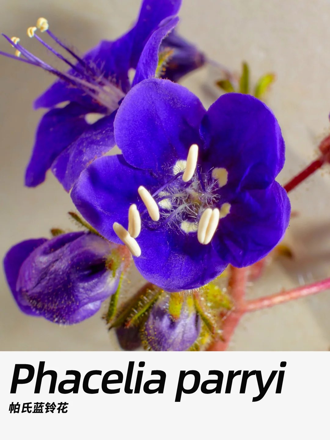 带你每天认识一种花材390｜帕氏蓝铃花