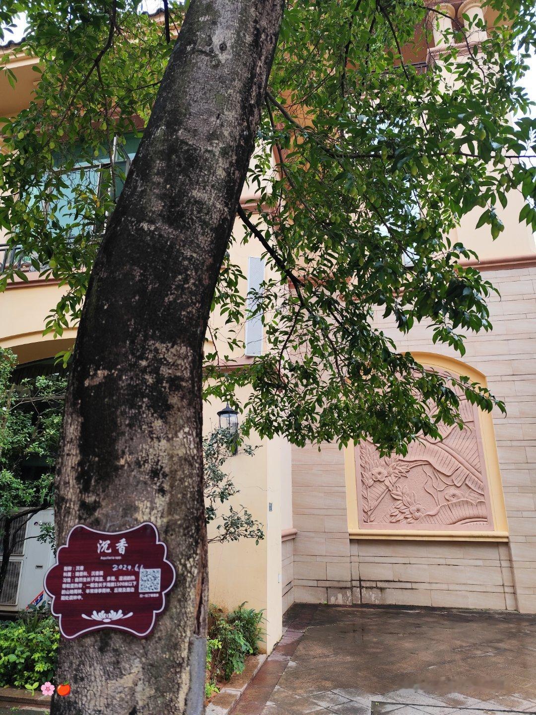 第一次坐地铁来长洲岛，见到沉香这种树，还结了像青橄榄🫒一样的果子。天...