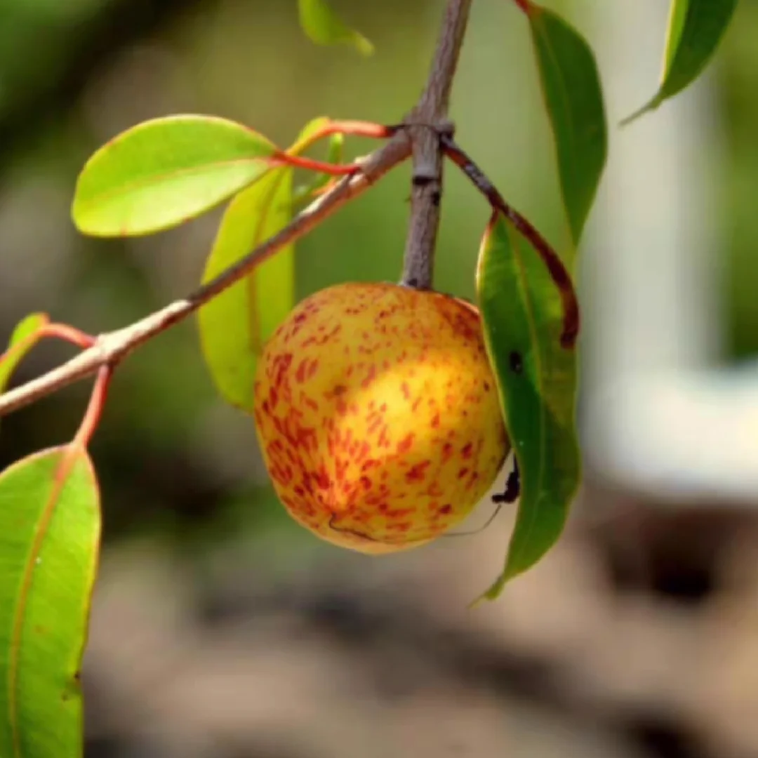 稀有水果曼加巴 Hancornia Speciosa