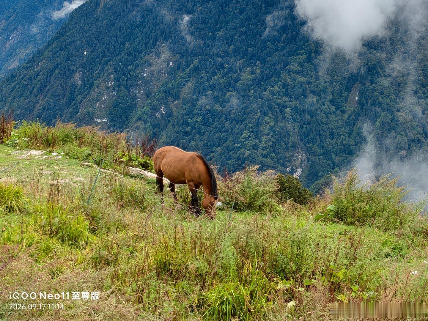 用车轮丈量世界，摩旅川西，海拔4000多，吃着烤串看着马儿，太自由了，人生就应该这样浪费#iqoo[超话]##iqooneo11至尊版##iqoo##摩旅#  ​