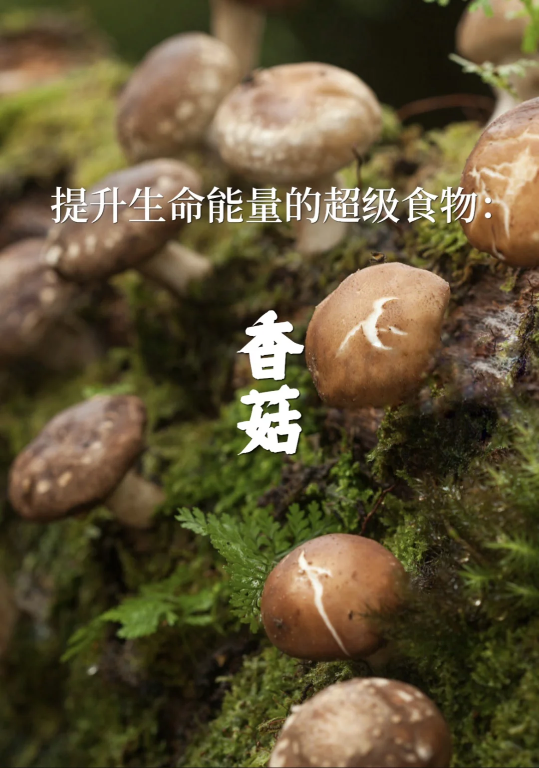 宇宙疗愈食物之：香菇