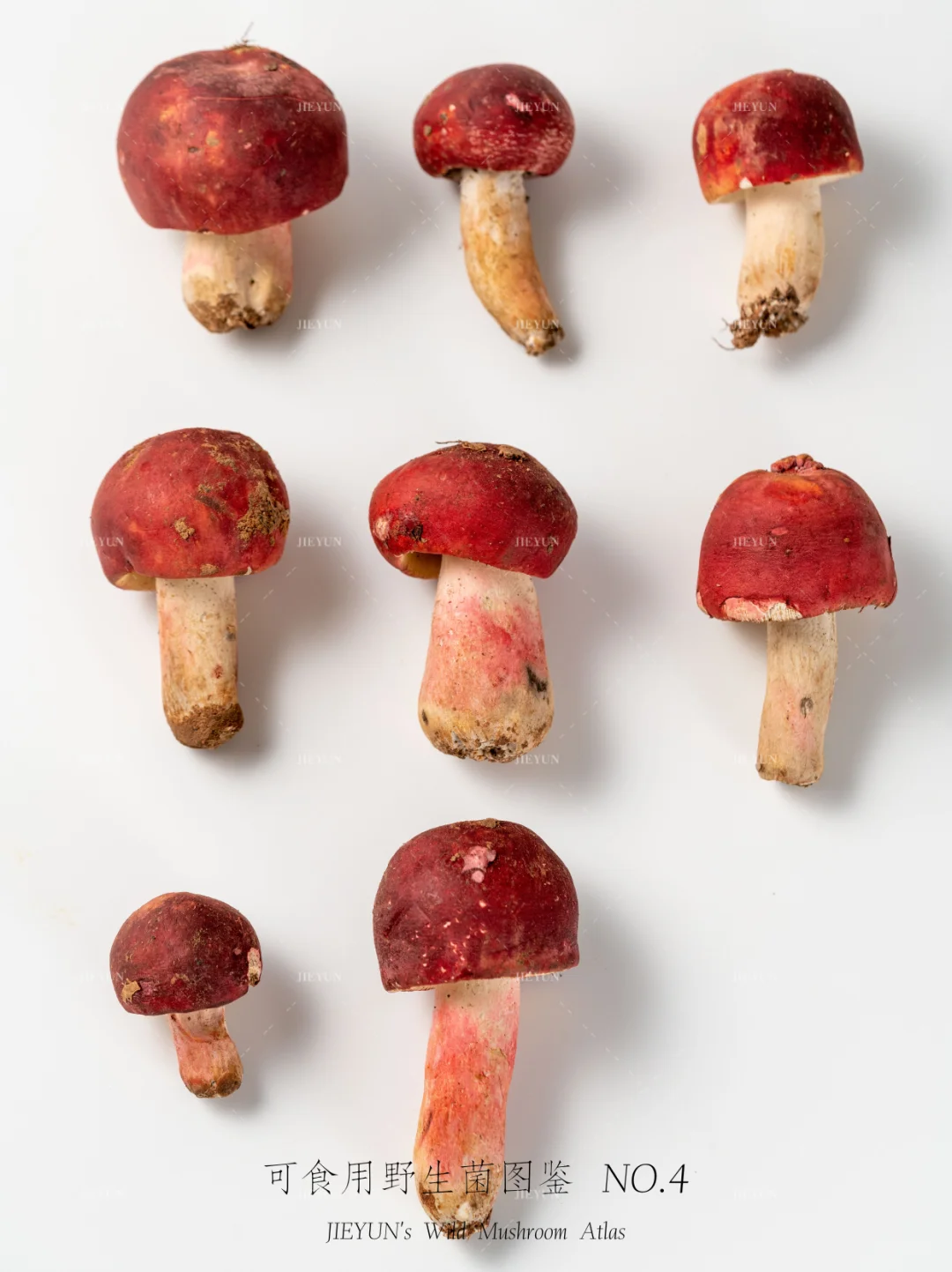 可食用野生菌图鉴NO.4 | 灰肉红菇