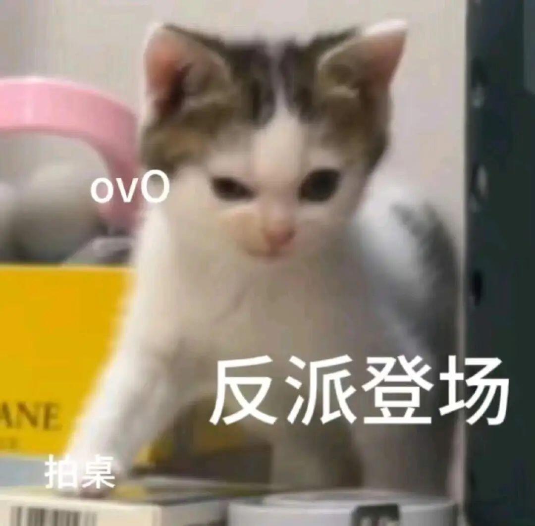 我是不会放弃收集这种小猫的 金秋壁纸大放送 ​​​