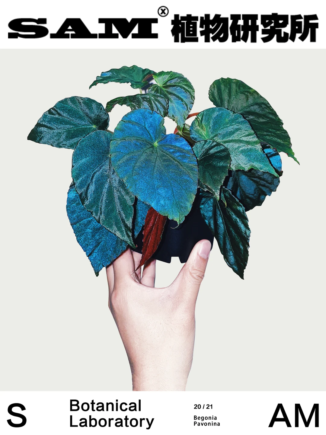 孔雀秋海棠｜Begonia Pavonina