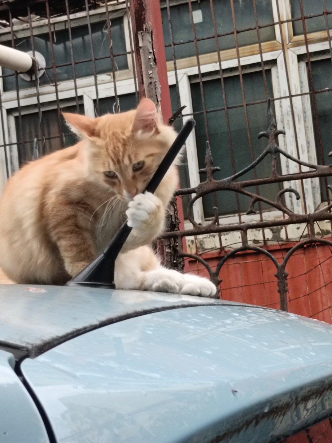 每一个五菱小mini都要被小猫调戏 ​