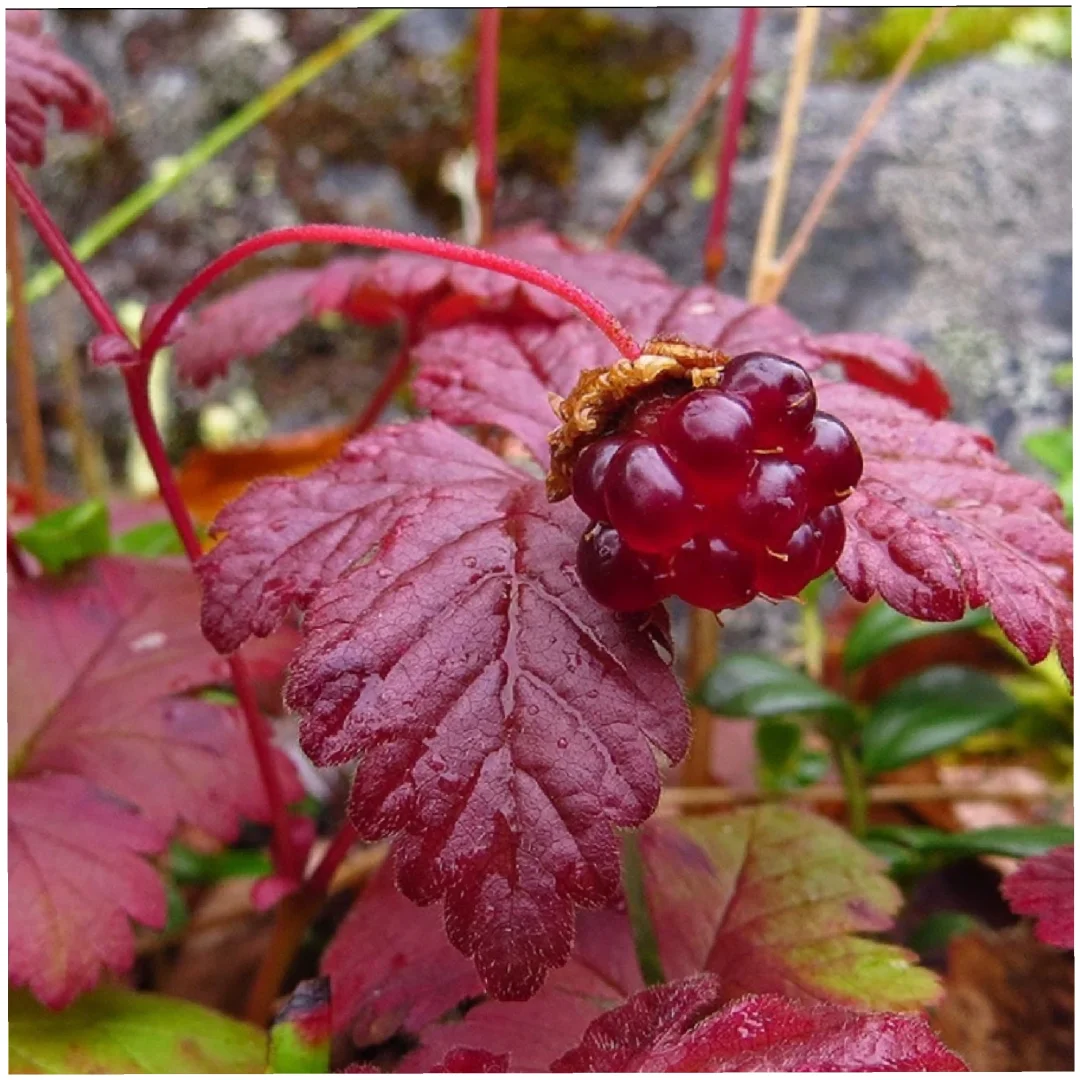 美味浆果～北极悬钩子Rubus arcticus
