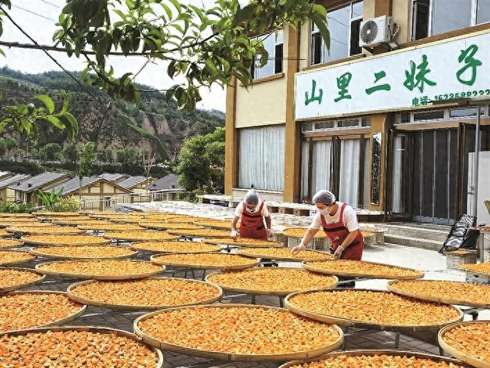 【杏子熟了】  近日，石楼县的杏子熟了。山西鸿雁情食品公司院内，工人们...