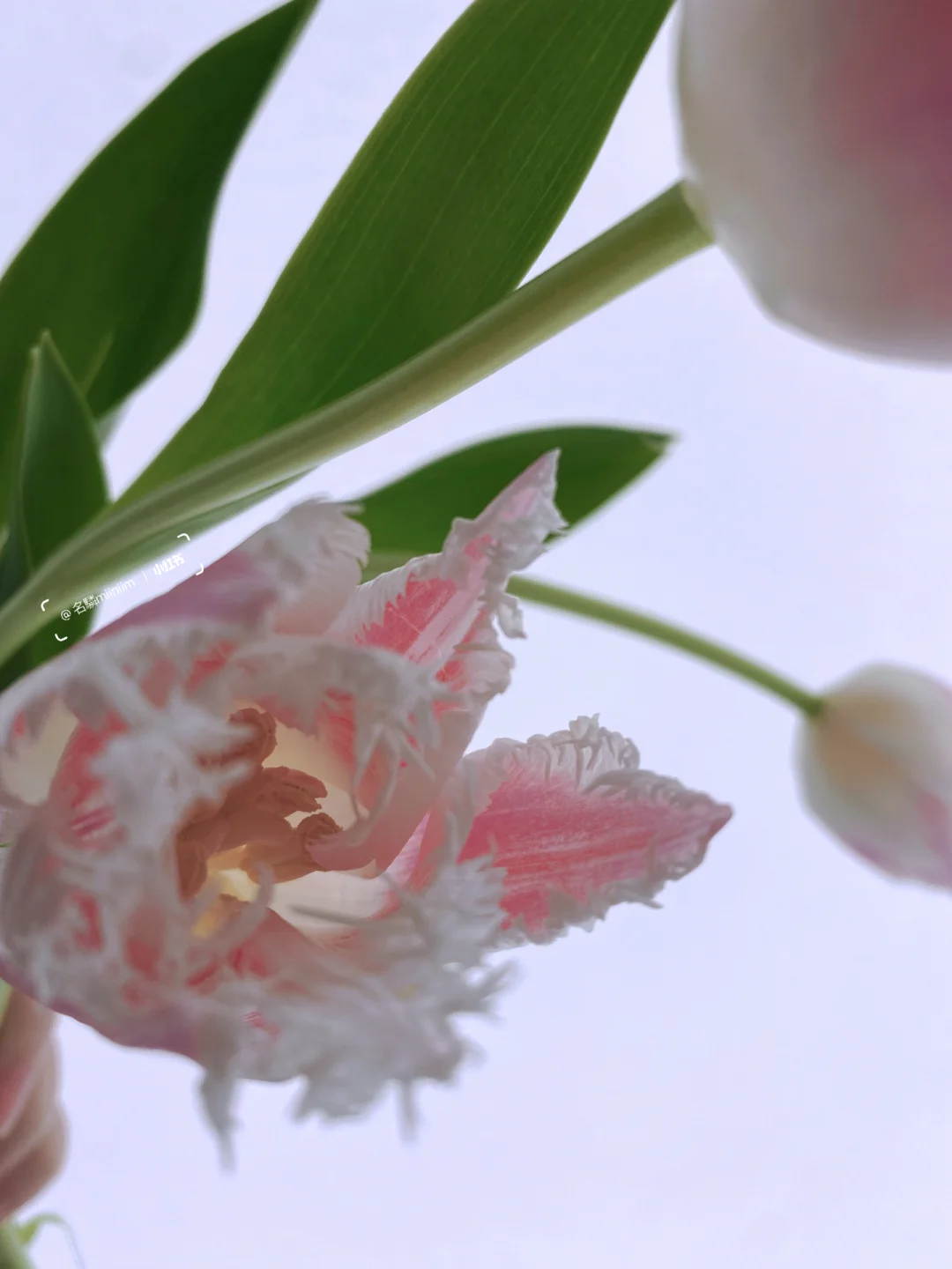 春日限定｜“仙女座”郁金香