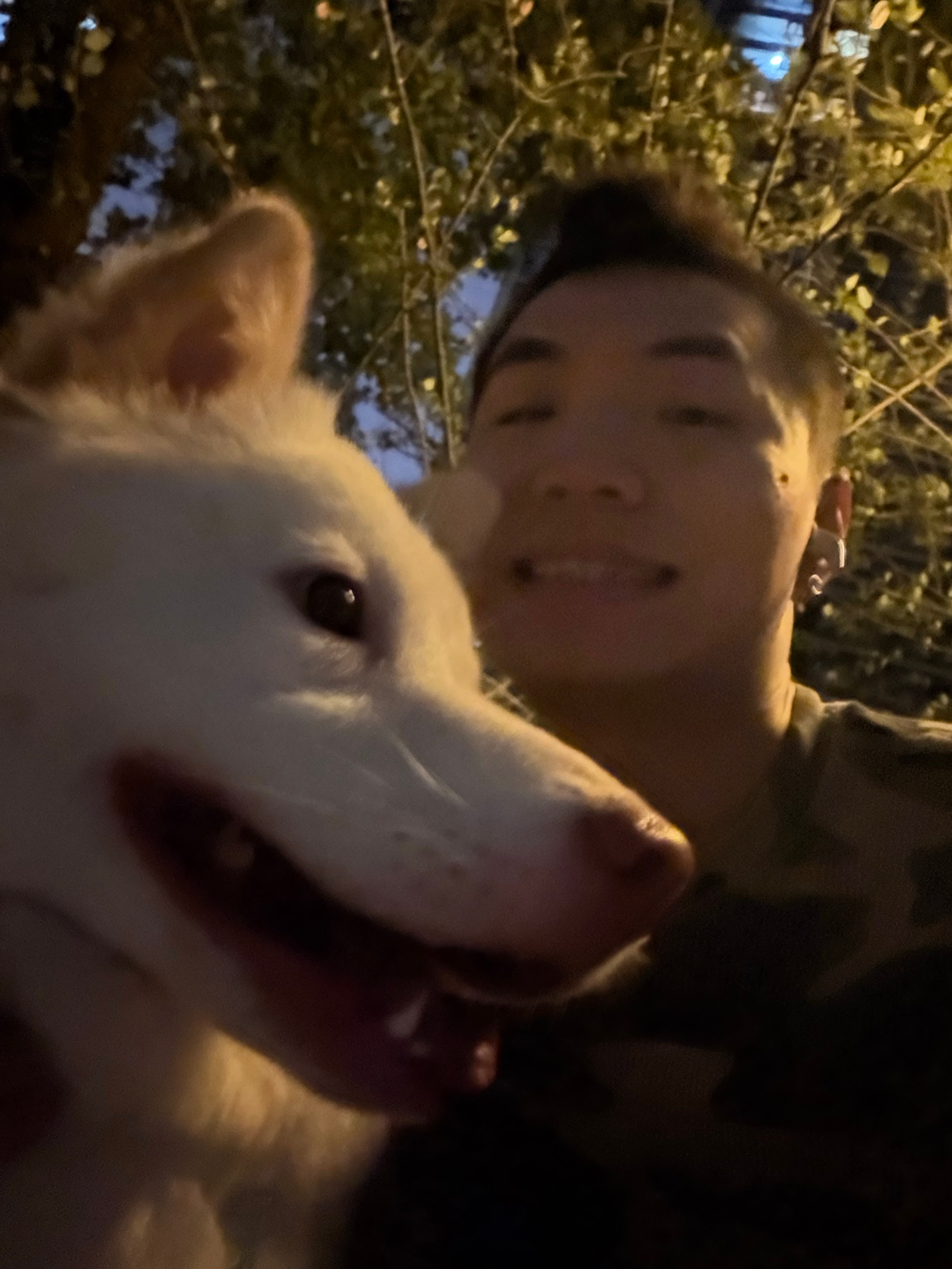 我的狗狗。 ​​​