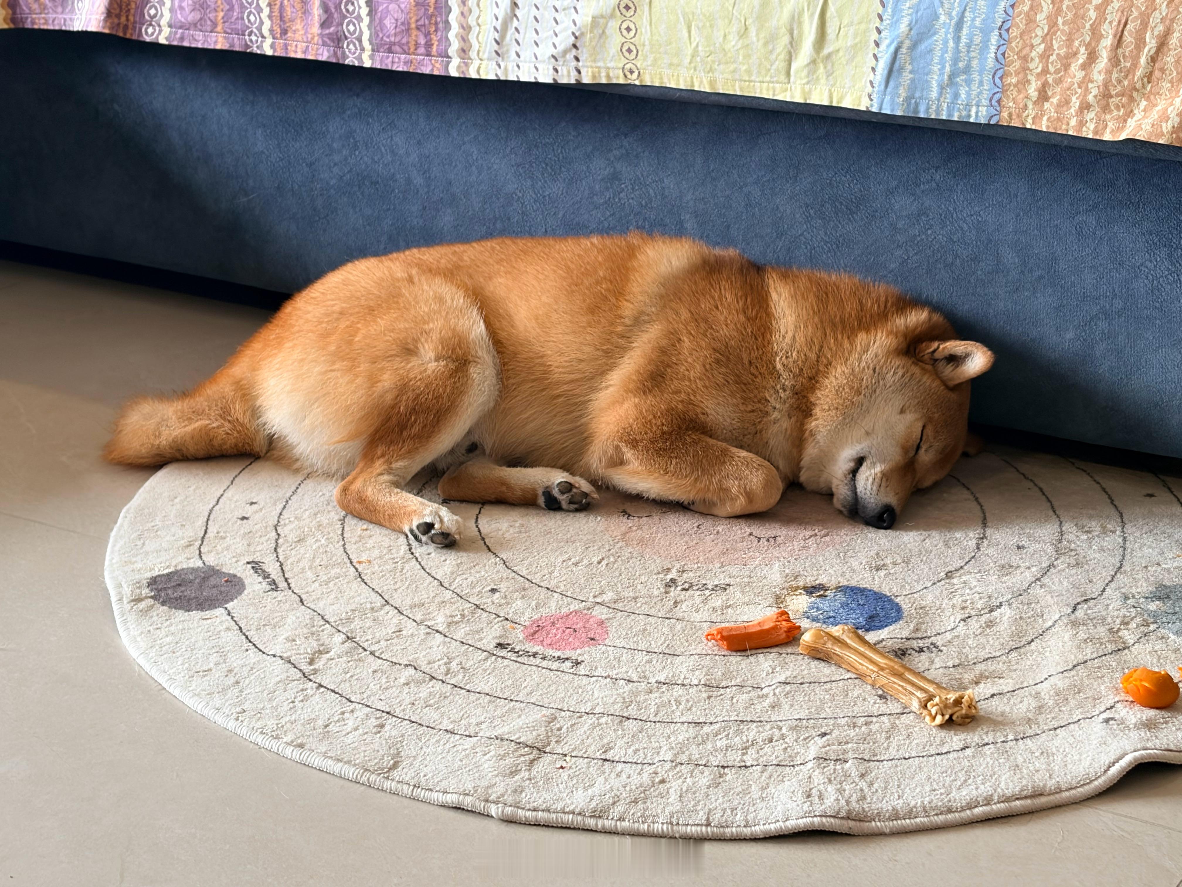 头总说，大周日的，谁早起啊？  哦，原来是我的犬父啊 ​​​