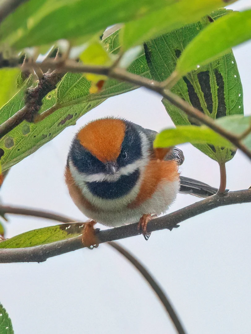 一口一个的毛茸茸小团子