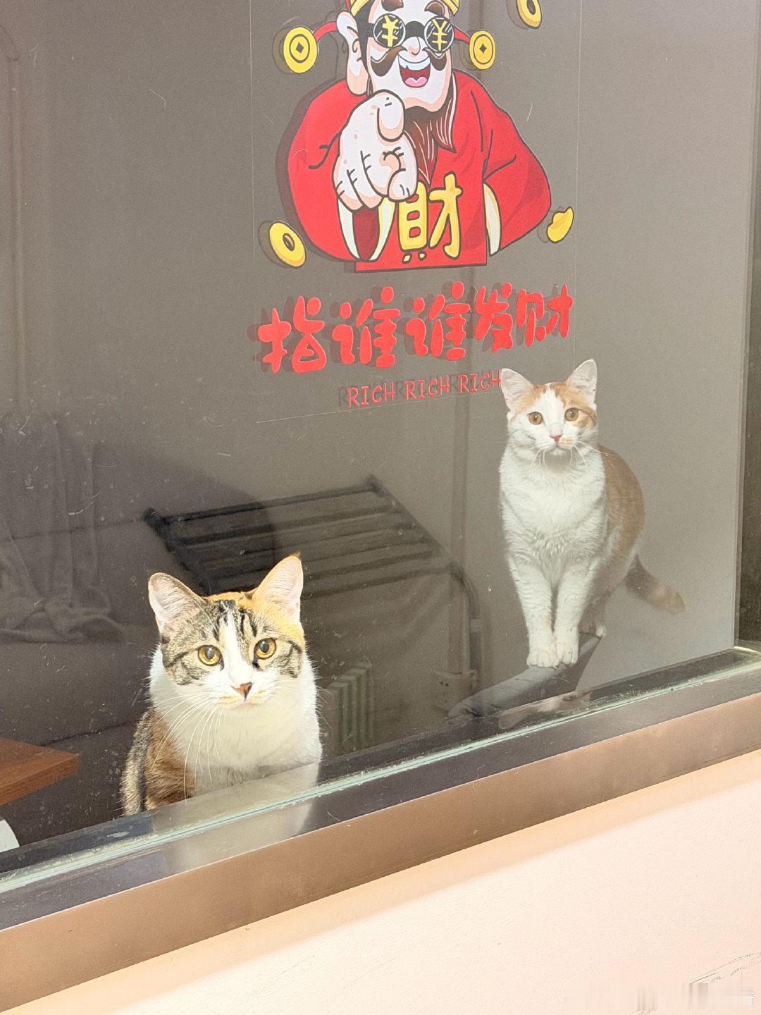 吃饭前路过，他们俩眼巴巴地盯着我，我没给肉，所以这会儿他们在隔壁制造噪音，我躺着没理他们，另一边的大妈过去教育了两句，不过我感觉没啥用。 ​