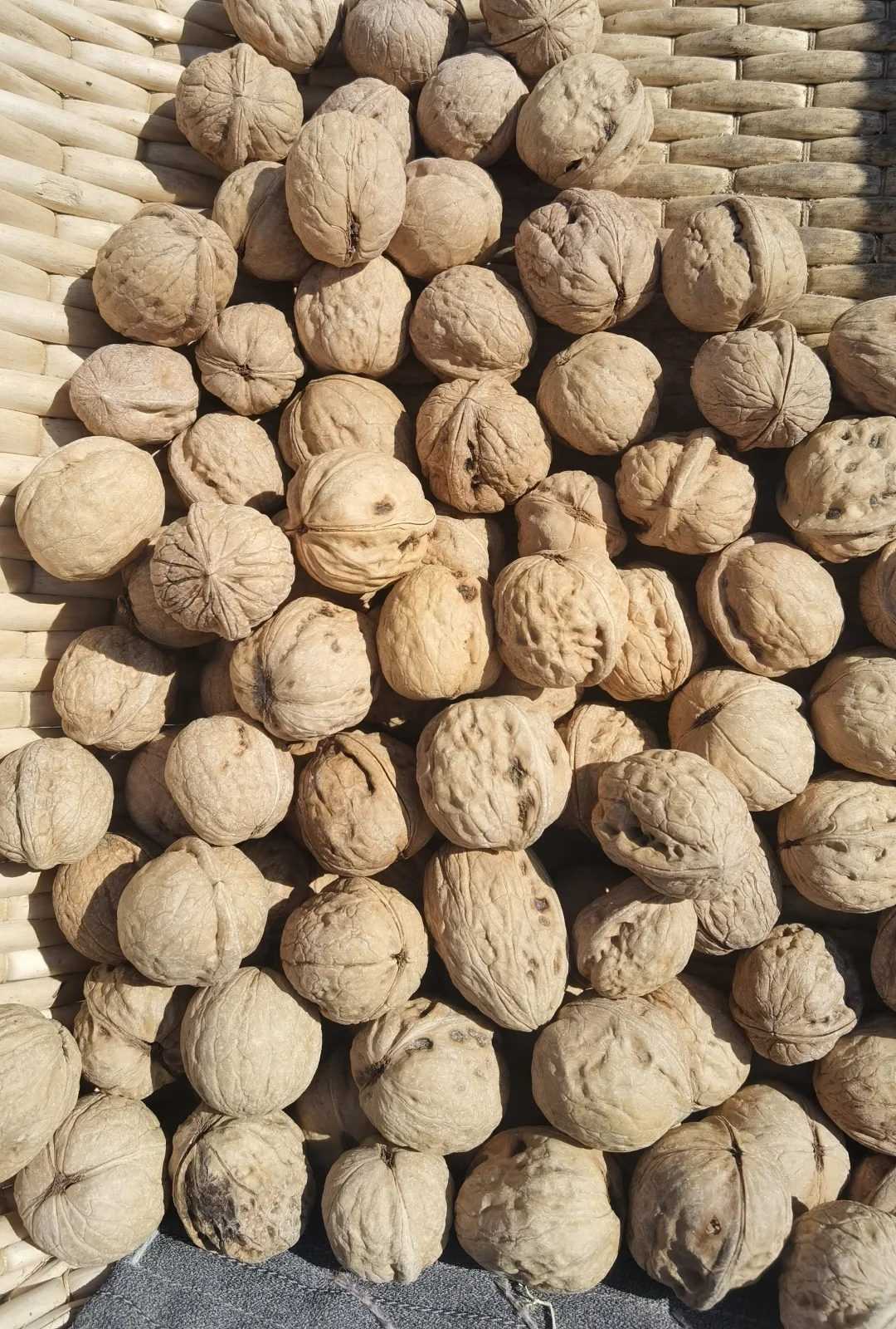 山上的这种老品种的核桃已经晒干，今天打包
