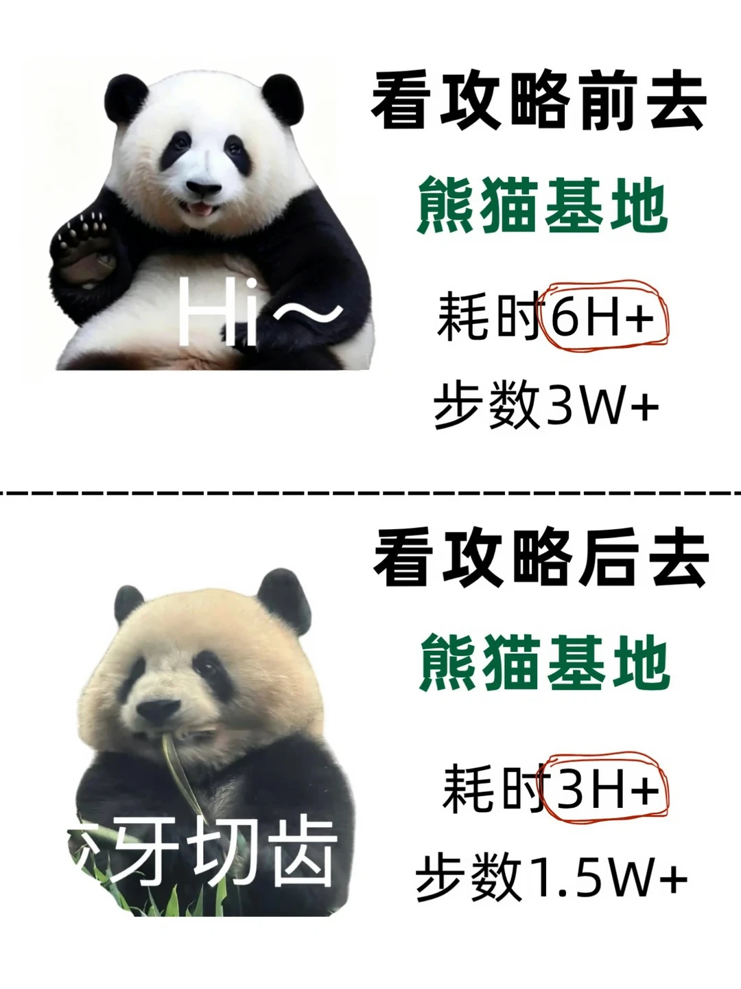 N刷熊猫基地！亲测好走不废退路线👣