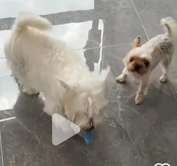 养狗的都懂的，养狗的都懂的